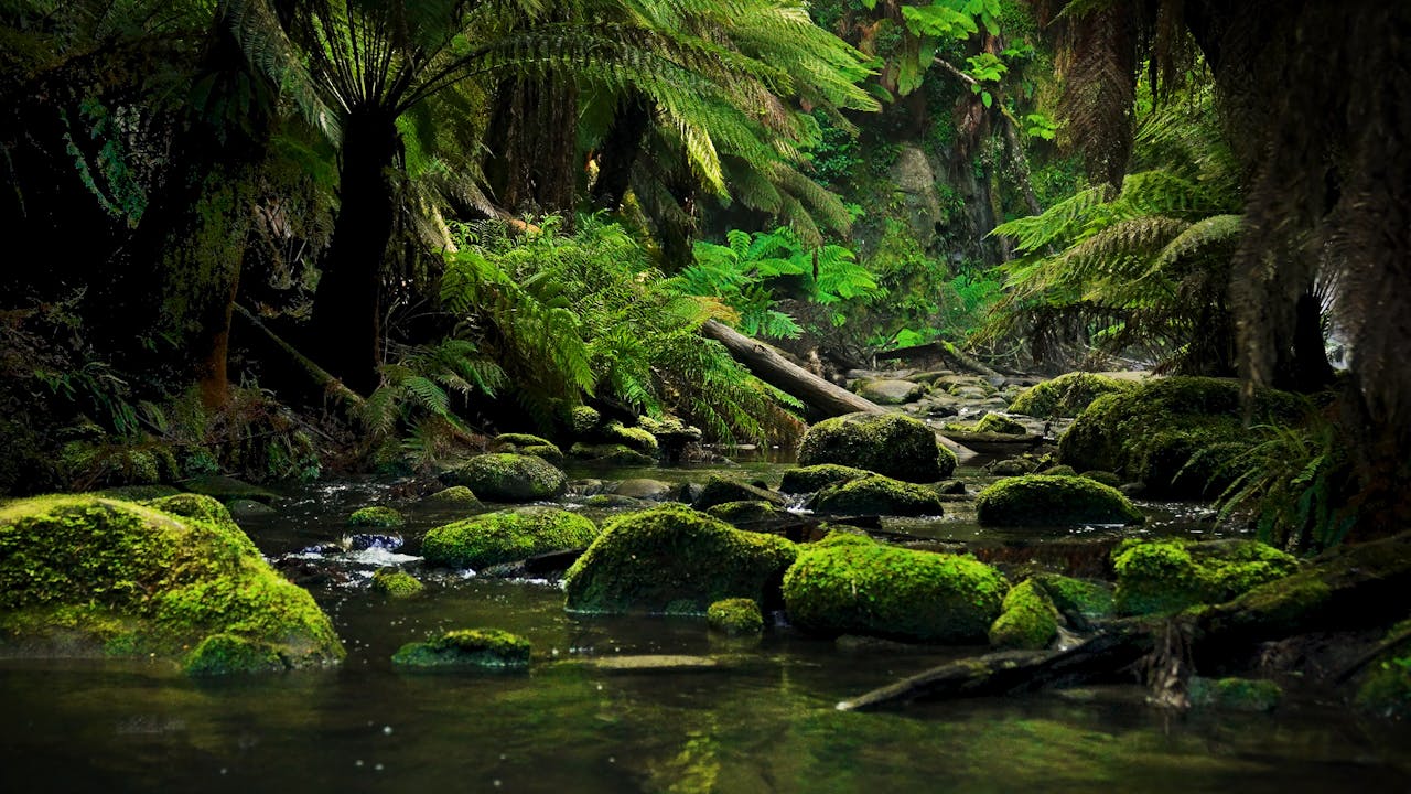 1280x720 Australian Rainforest Relaxation (Just Nature Sounds) 1 Hour Dynamic Film In 4K FILMS Relaxation™ On Demand