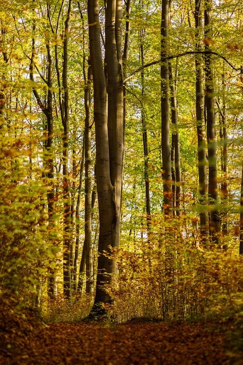 493x740 Australian woodland Image