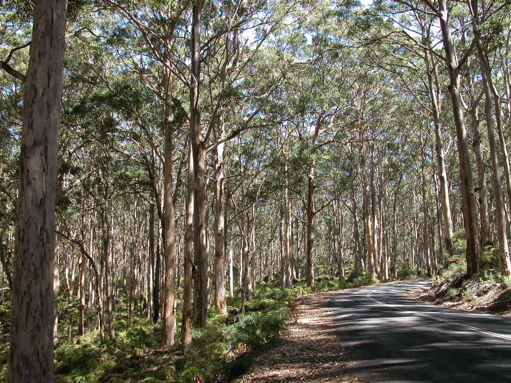 1024x768 The Forests of Australia