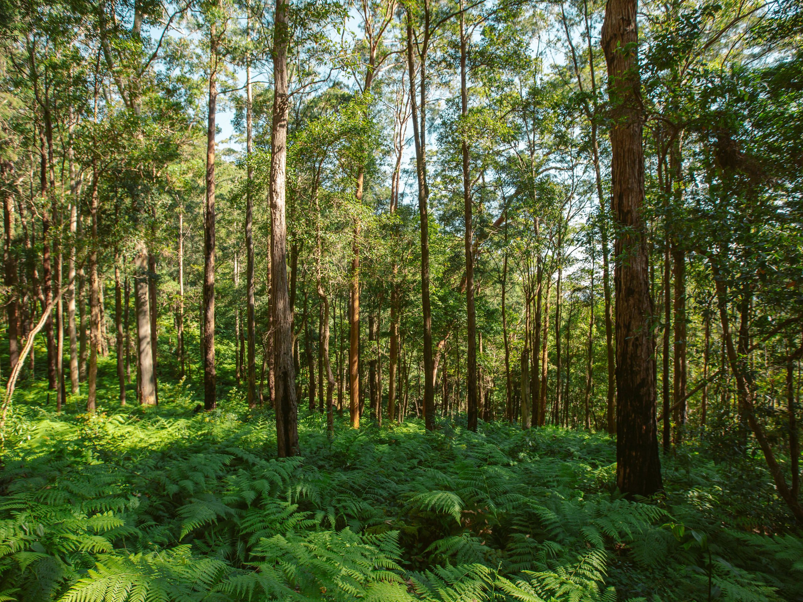 2560x1920 Waulinbakh Wildlife Sanctuary. Australian Wildlife Conservancy