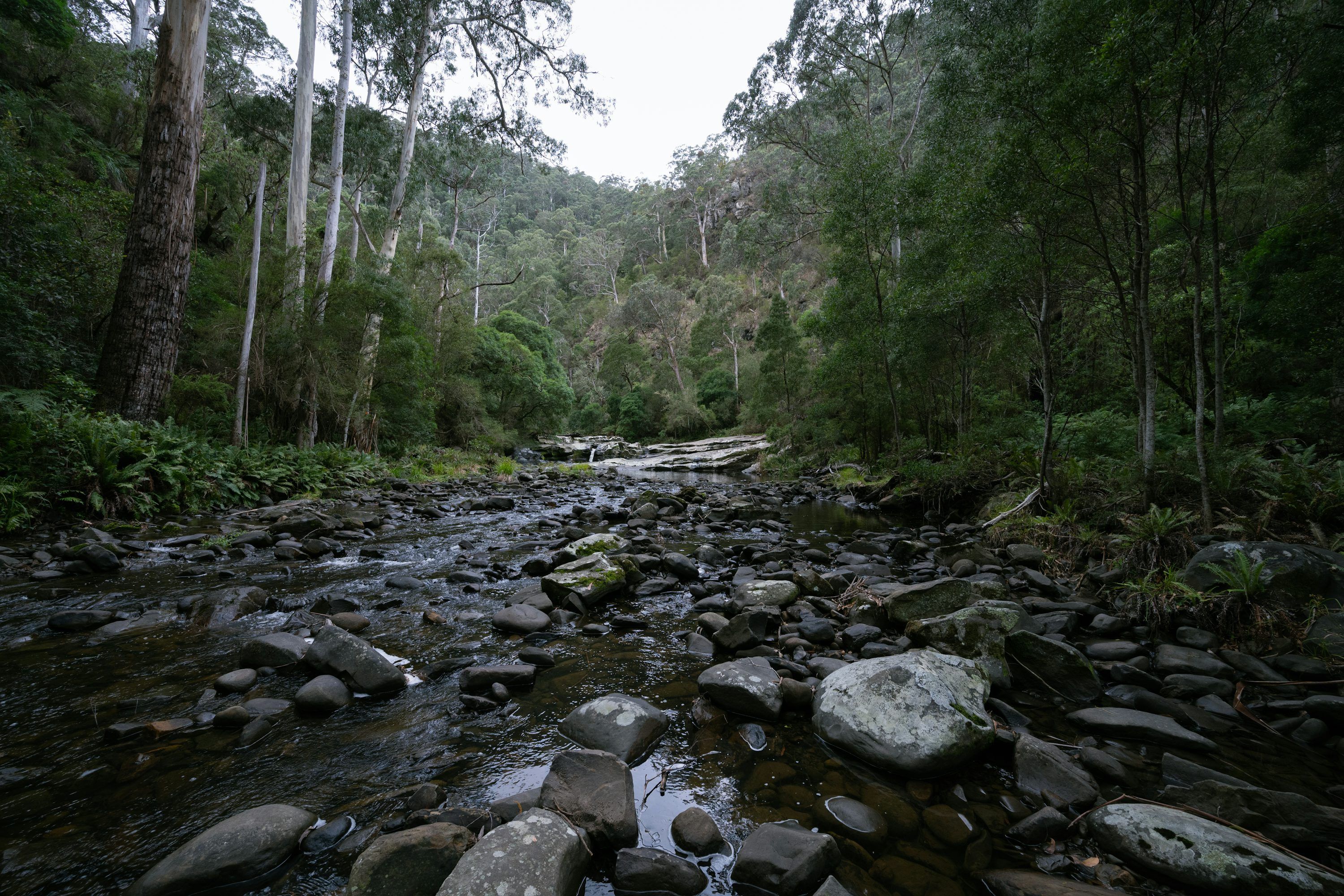 3000x2000 Australian Bush Picture. Download Free Image