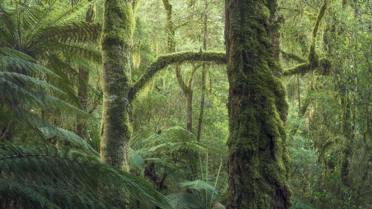1280x720 Takayna Tarkine: Place In Tasmania So Sublimely Beautiful It Will Make You Cry
