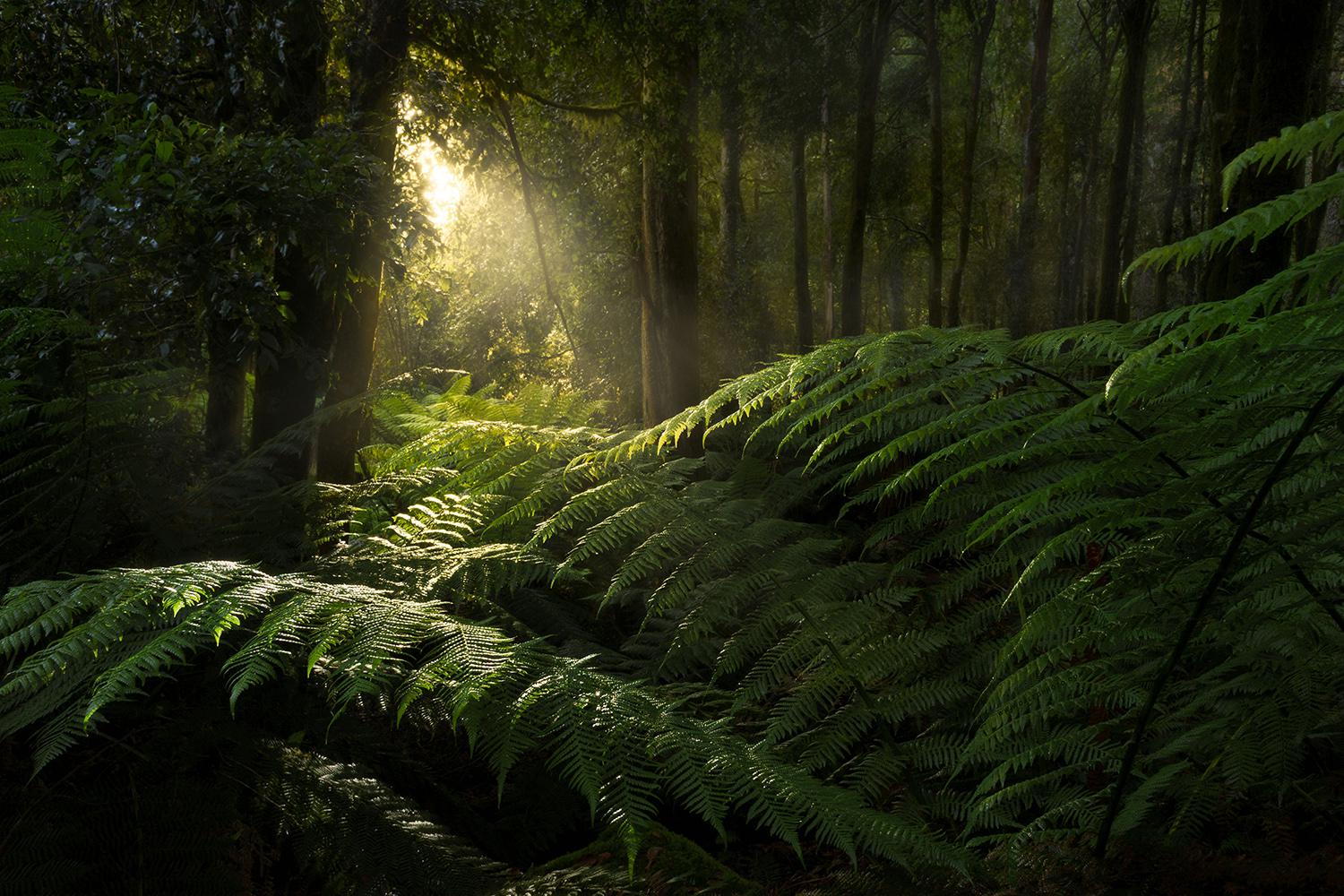 1500x1000 The first light of morning shining through an Australian rainforest {OC} (1500x1000) @dalegphoto
