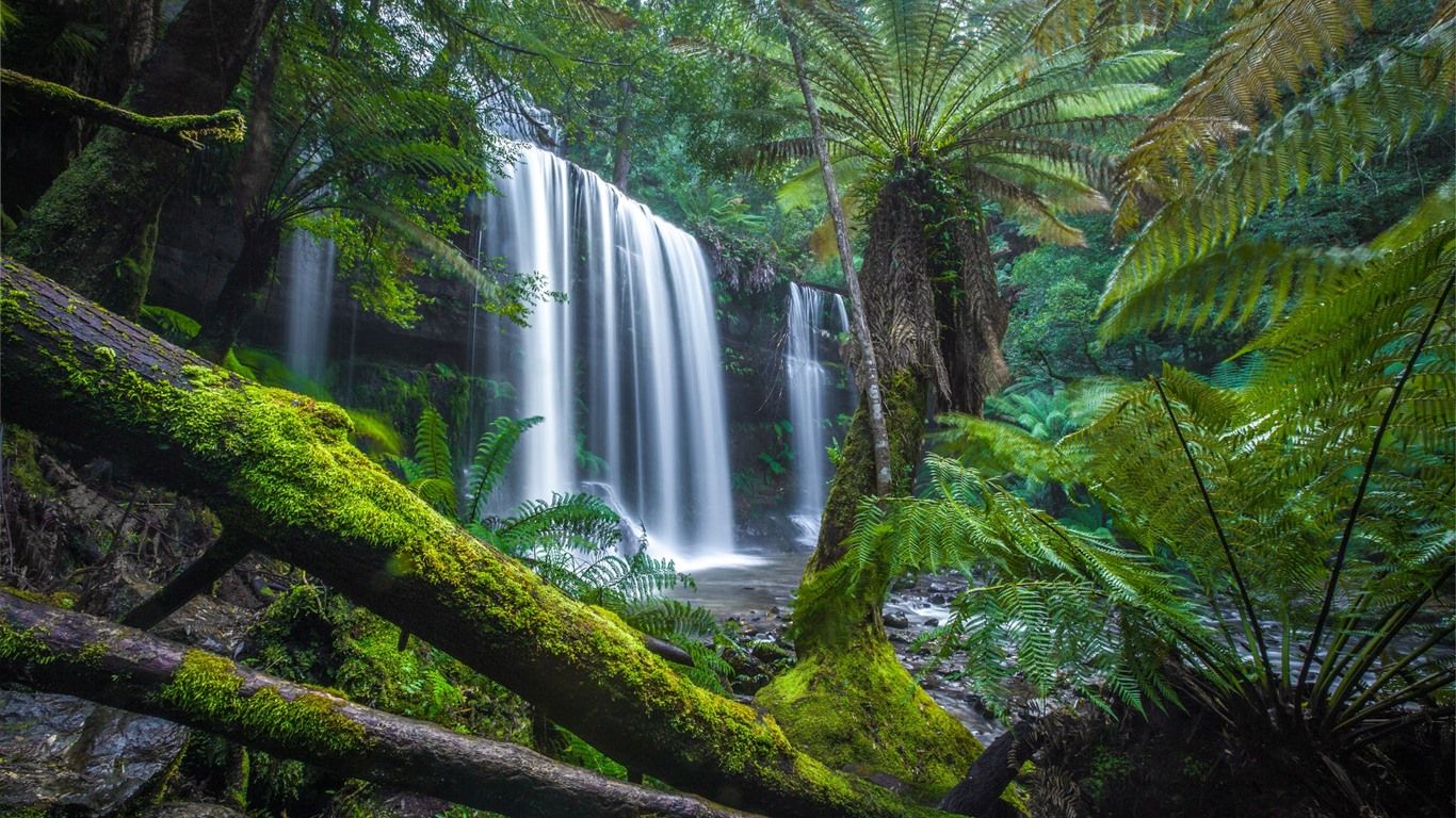 1366x768 Wallpaper Australia, Tasmania, jungle, trees, waterfall, moss 1920x1200 Picture, Image