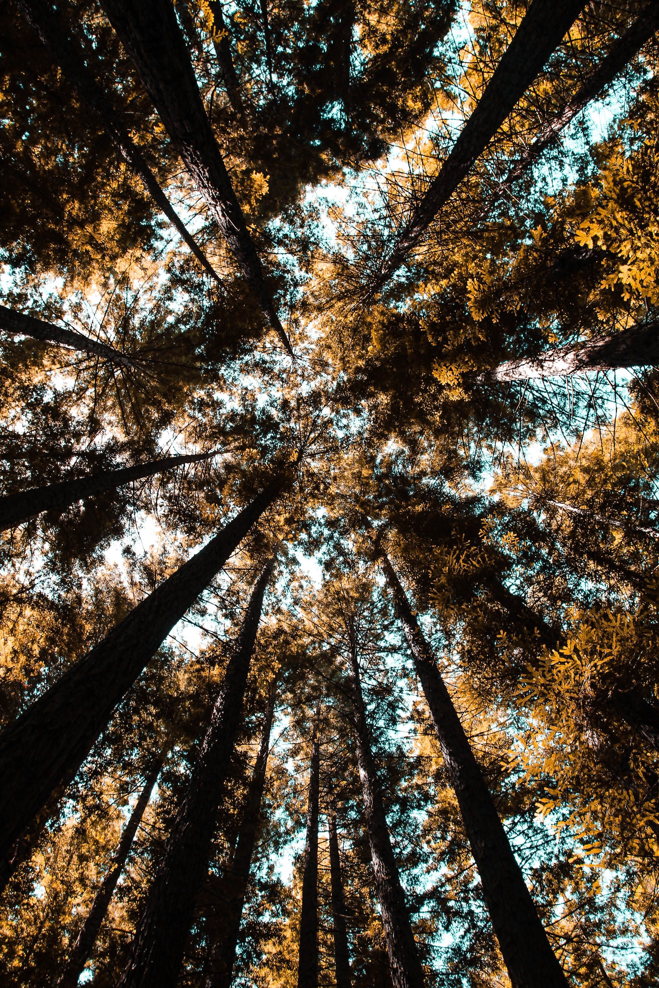 2304x3456 Tall Trees in the Forest · Free