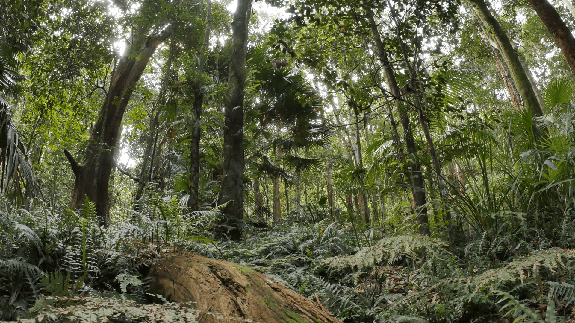 1920x1080 Temperate Rainforest Australian Landscape