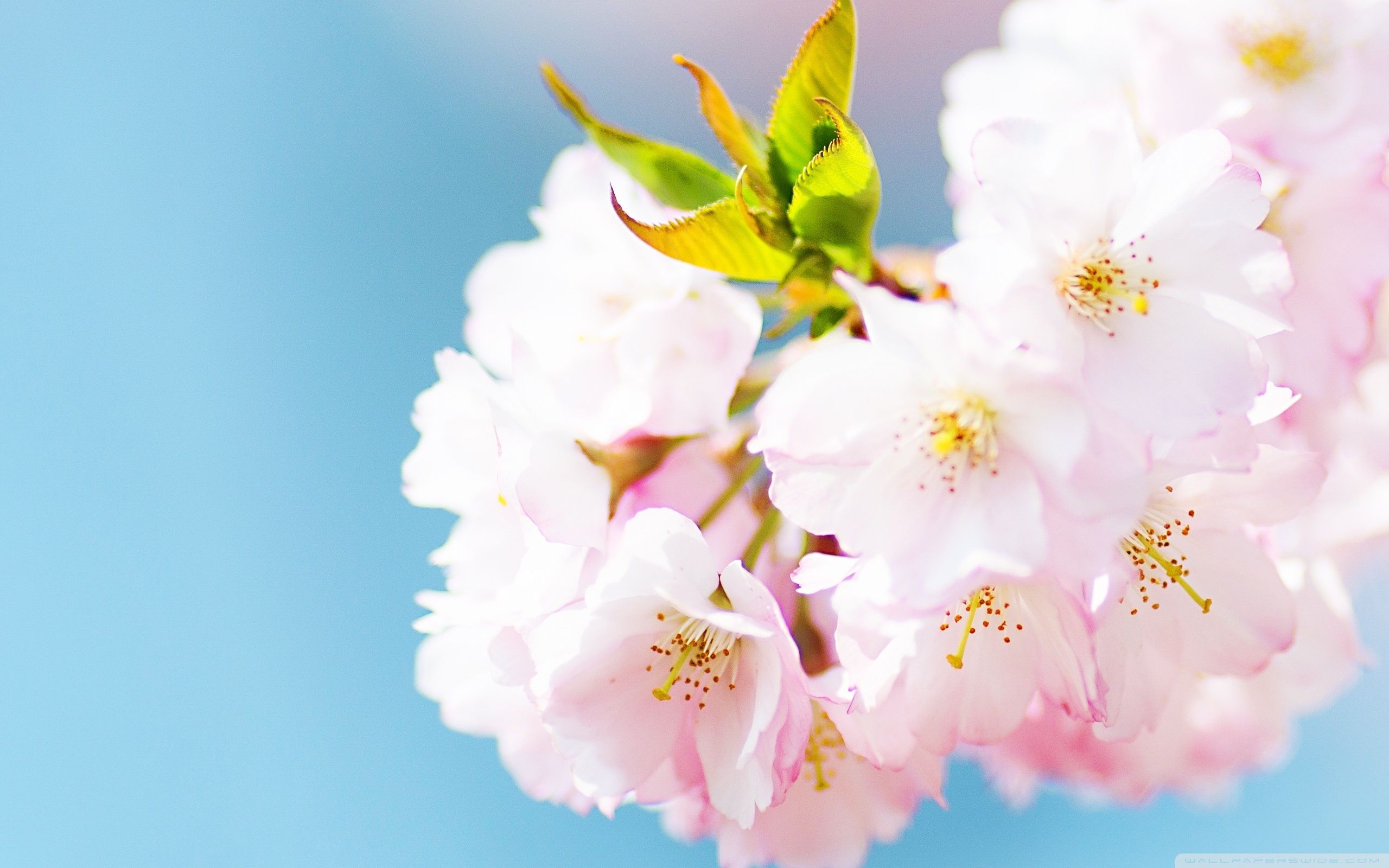 2560x1600 Cute Cherry Blossom 4K UHD Wallpaper for UltraHD Desktop and TV : Widescreen and UltraWide Display : Dual Monitor : Smartphone and Tablet Devices