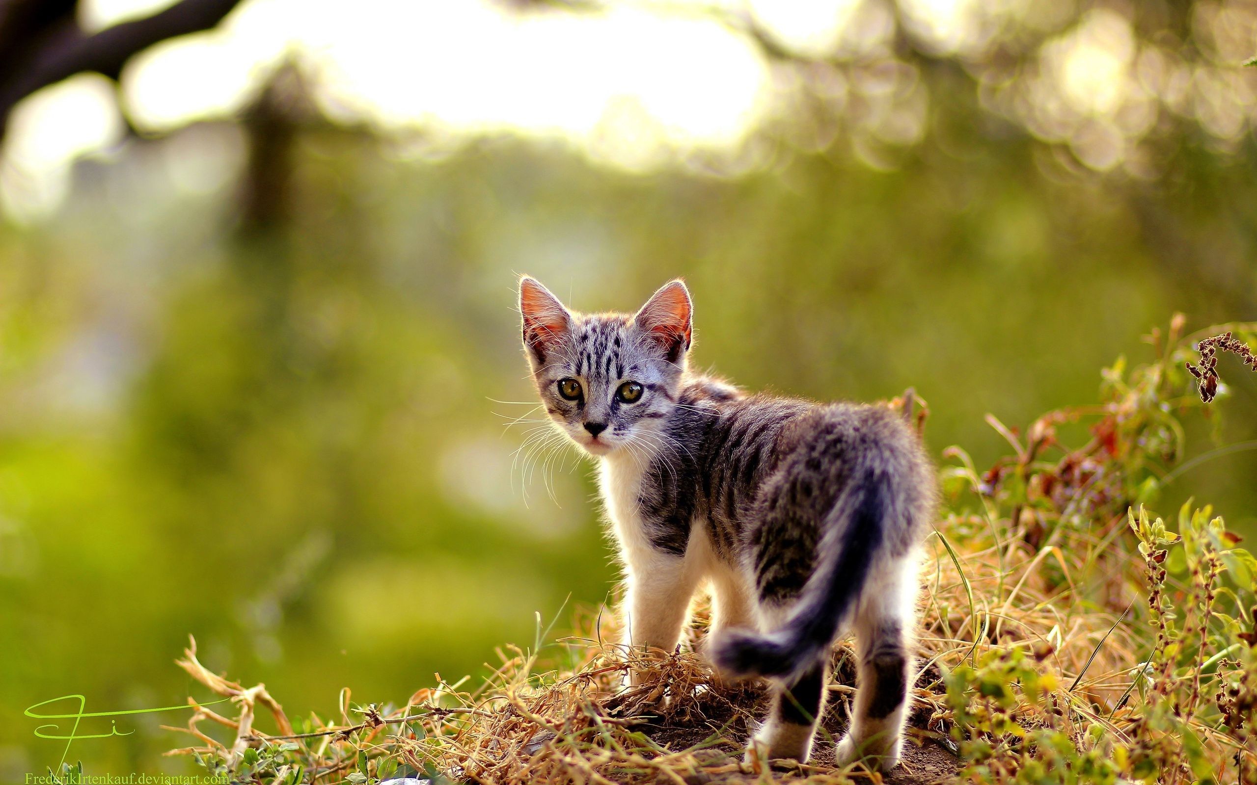 2560x1600 Wallpaper Cute kitten look back, summer 2560x1600 Picture, Image