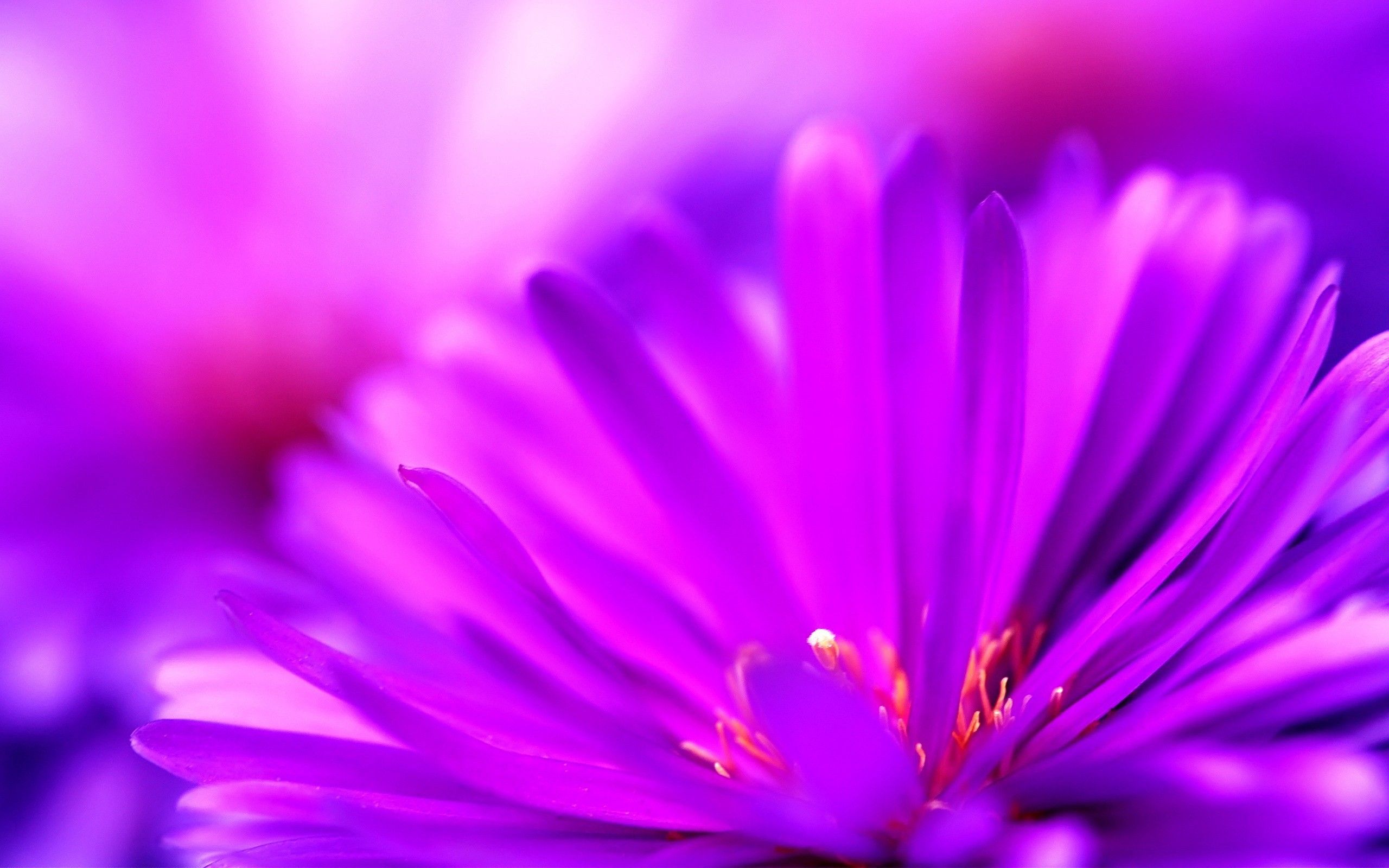 2560x1600 Cool Cute Wallpaper