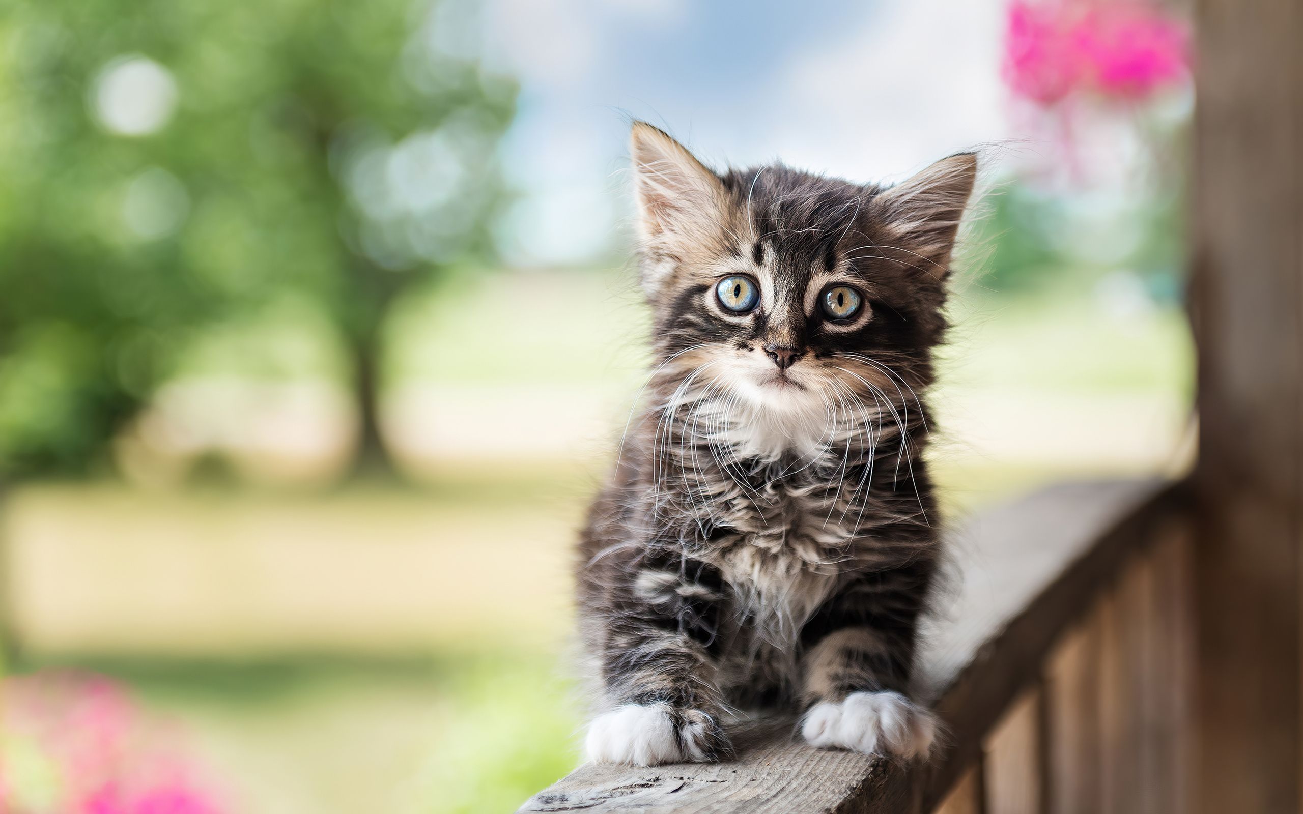 2560x1600 Cute Cat 4k Wallpaper, 2560x1600 Resolution HD 4k Wallpaper , Image, Background, Photos and Picture