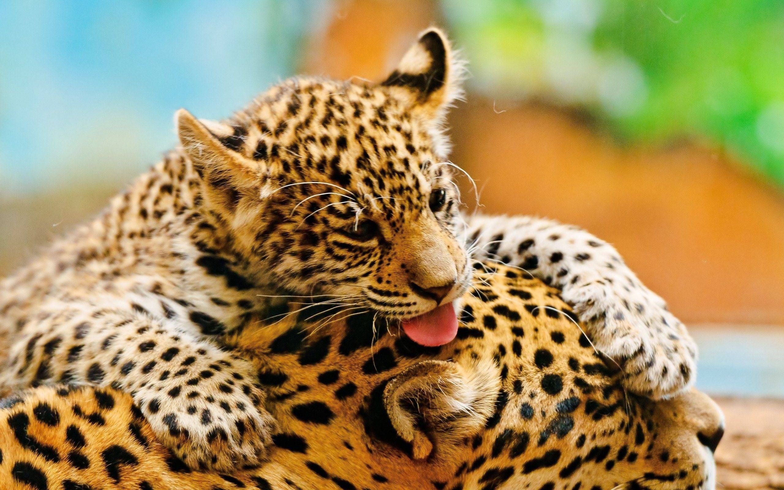 2560x1600 Wallpaper Cute little leopard 2560x1600 Picture, Image
