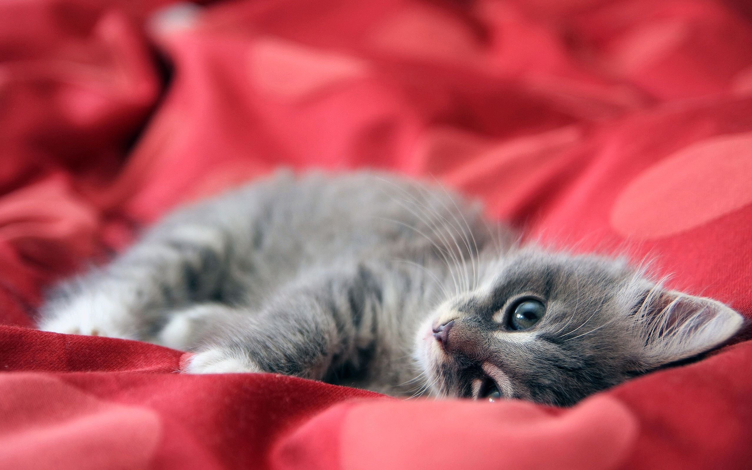 2560x1600 Adorable Kitten HD Wallpaperx1600