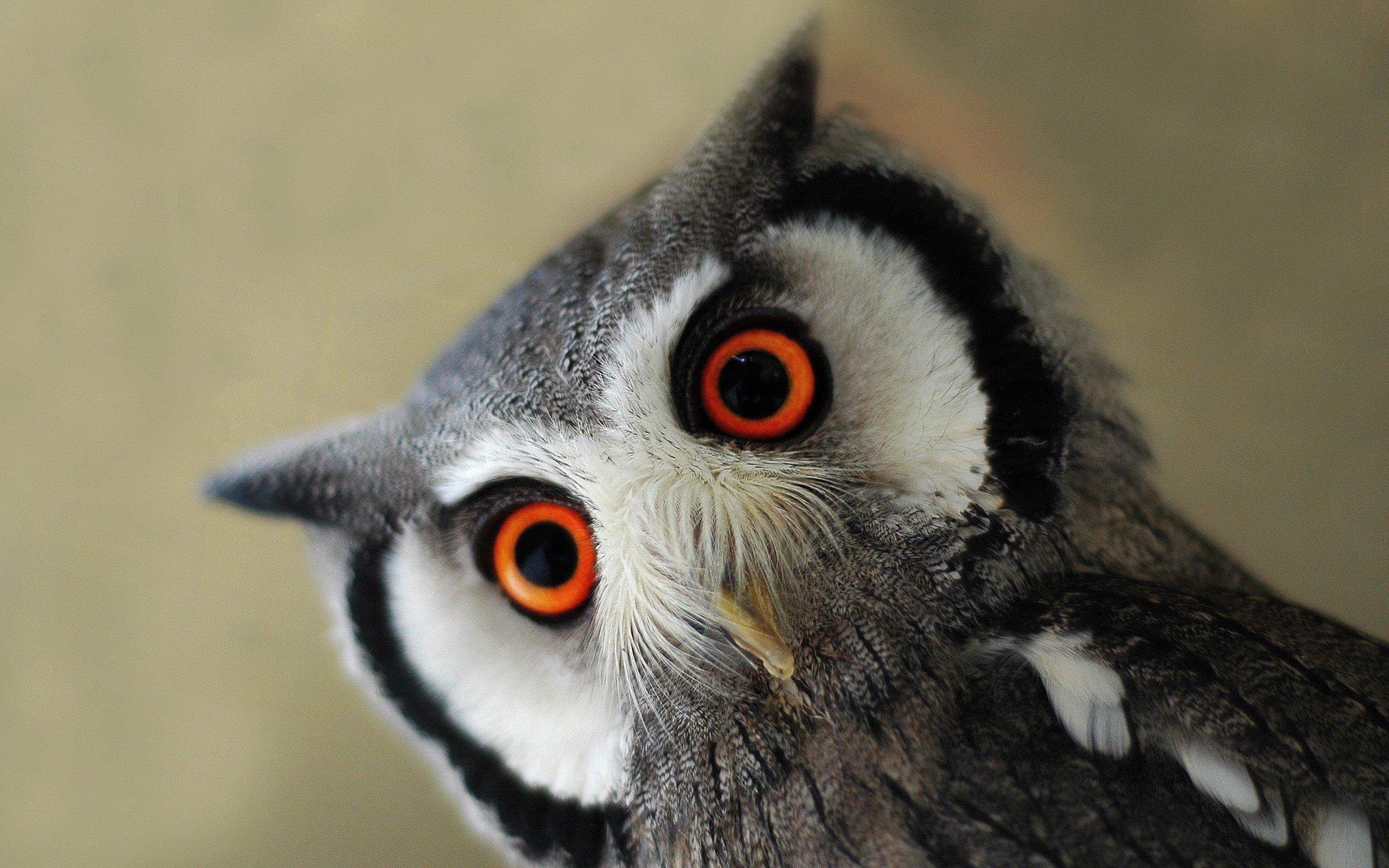 2560x1600 Wallpaper Cute owl, head, eyes 2560x1600 Picture, Image