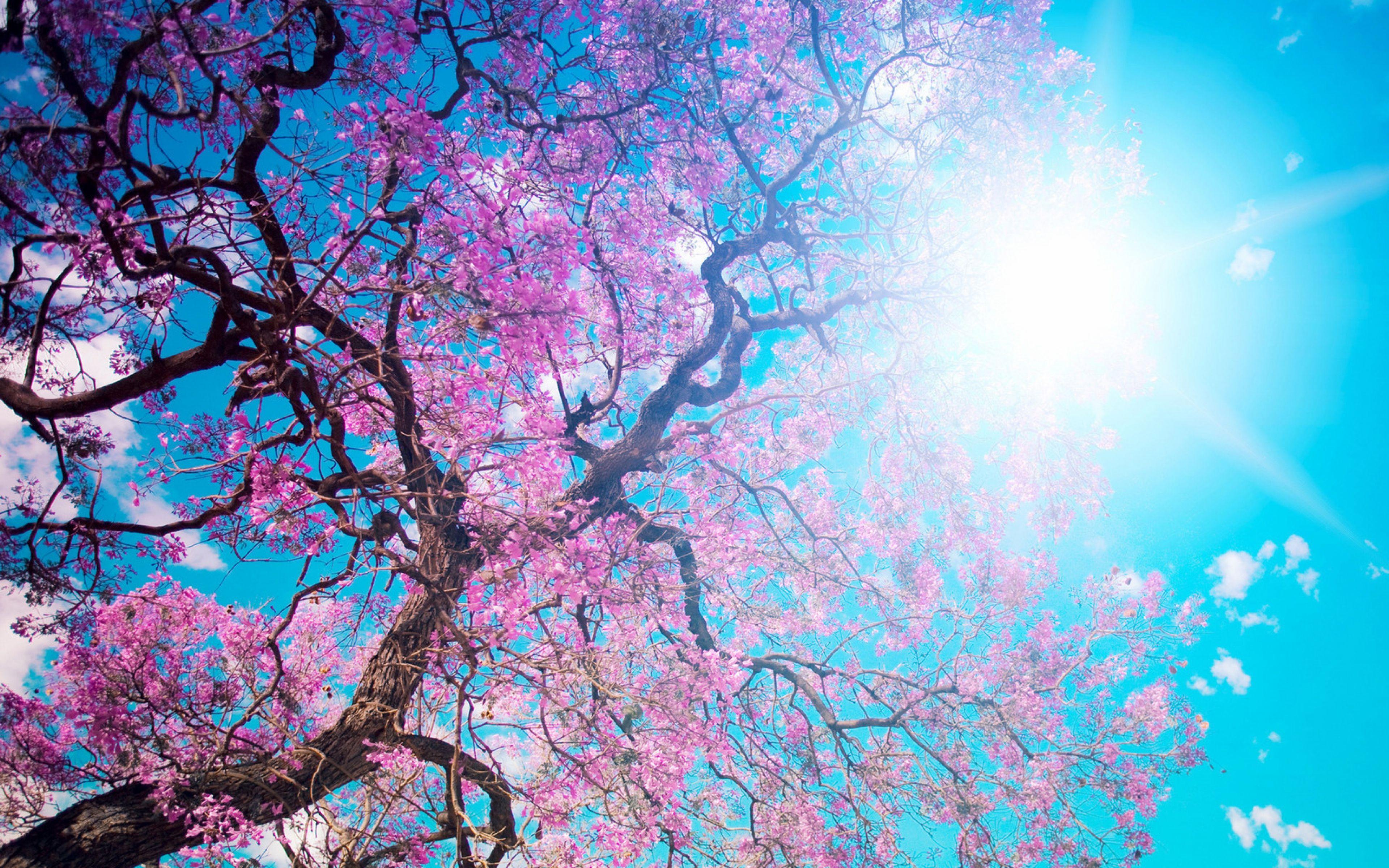 3840x2400 Gorgeous To Enjoy Cherry Blossoms Japan 93605 3840x2400 Also Cherry