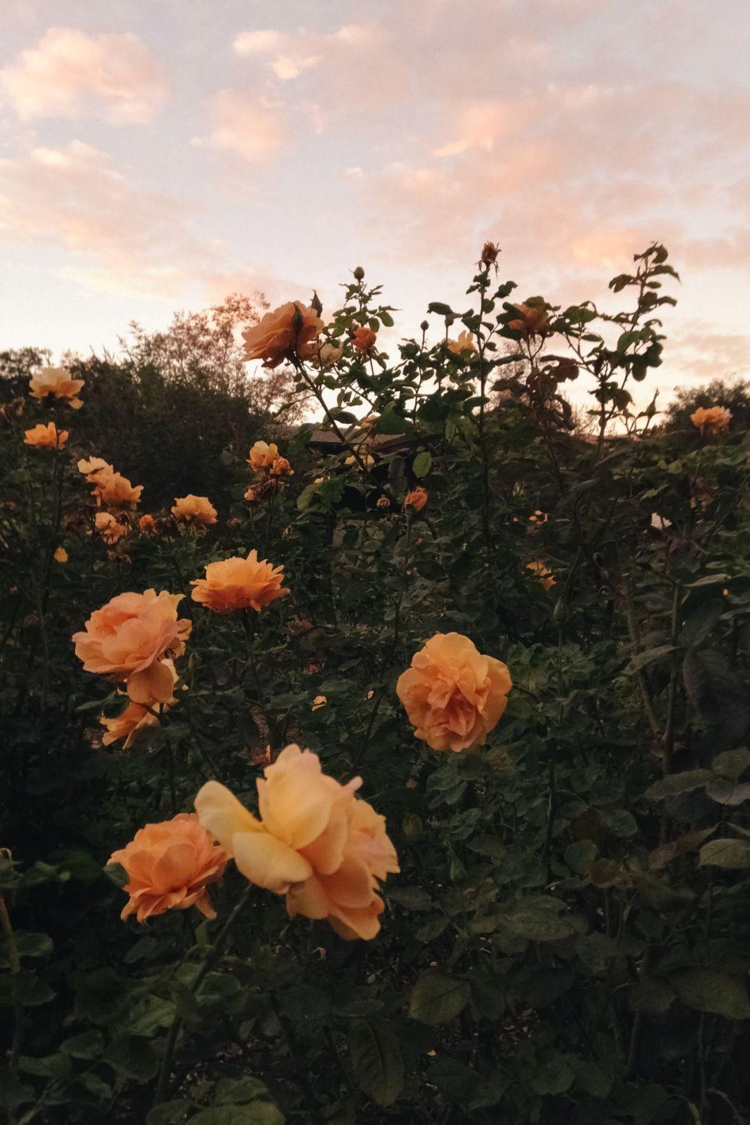 1080x1620 Aesthetic Flowers, iPhone, Desktop HD