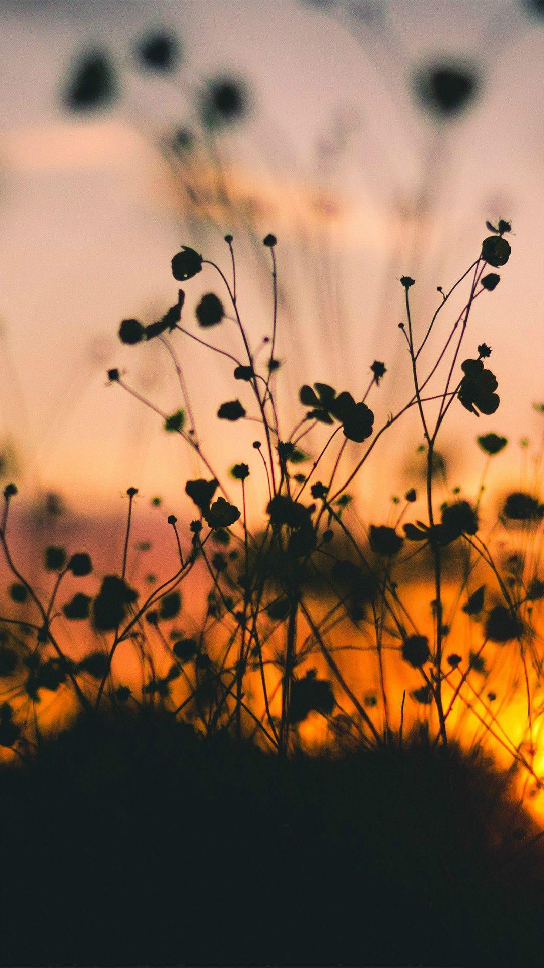 1080x1920 Yellow Aesthetic Flowers Wallpaper