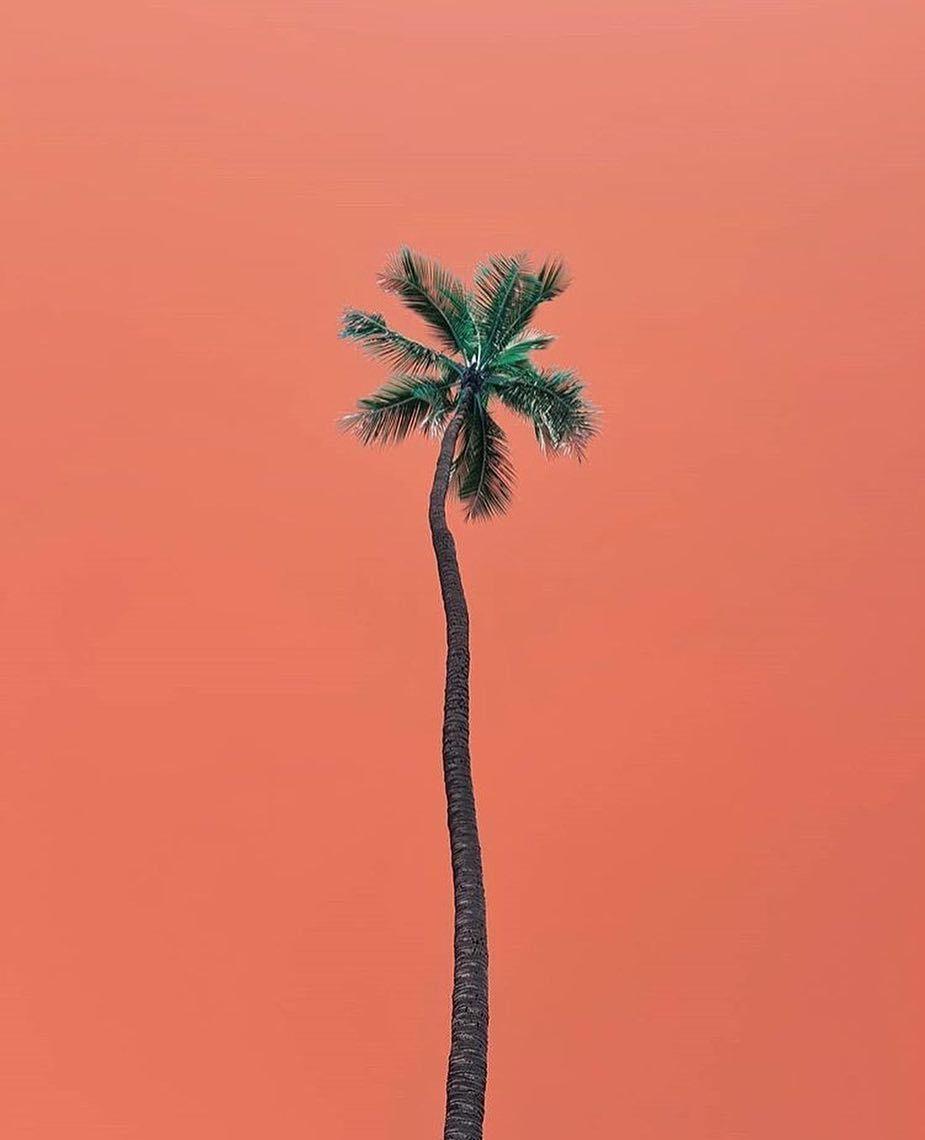 Coral Pink Pictures  Download Free Images on Unsplash