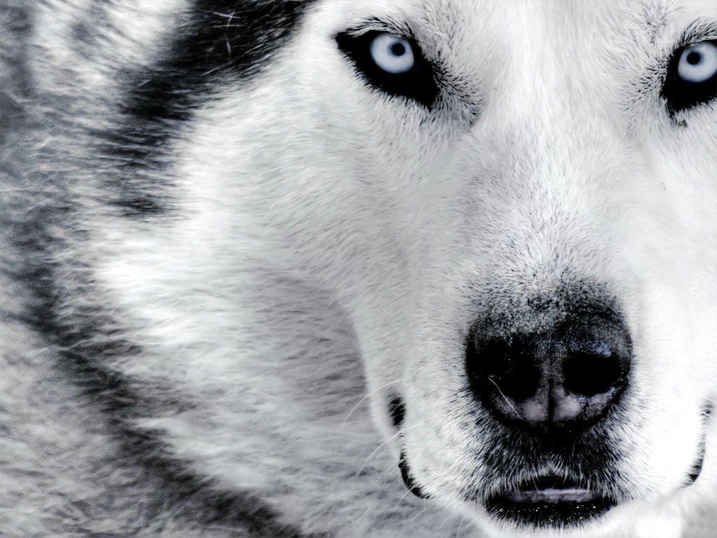 1024x768 Wolf Drawing Wallpaper. Explore collection