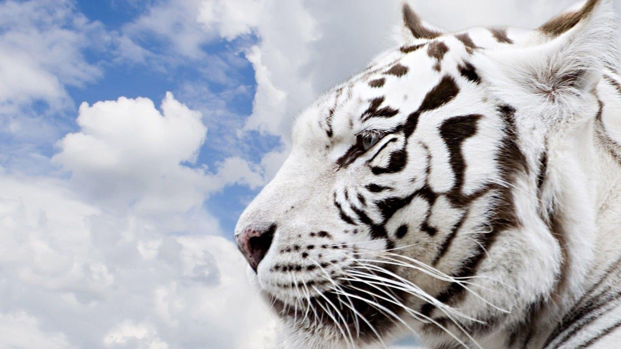 2560x1440 Snow Tiger Wallpaper