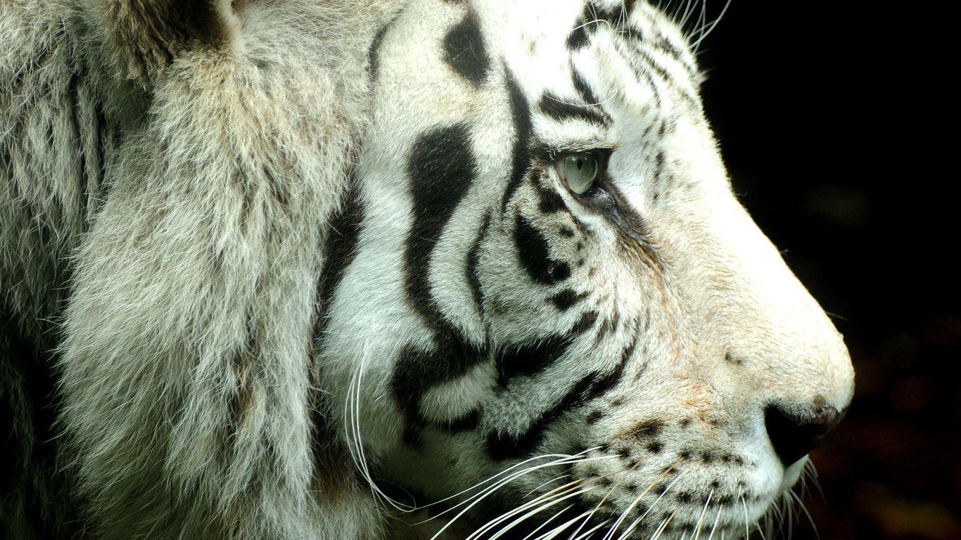 1366x768 Anime Fantasy HD Tiger Profile Animal On The Picture D 565803