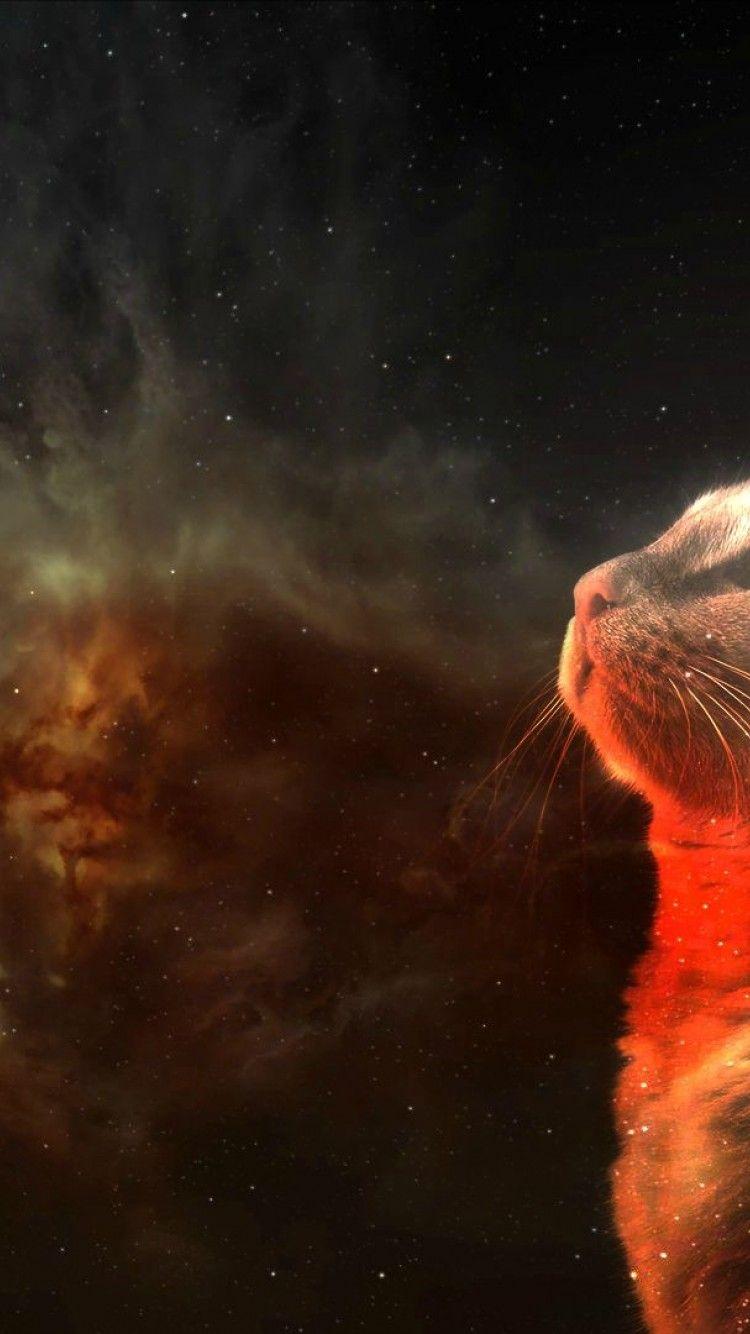750x1334 Hipster Cat HD Wallpaper iPhone 6 / 6S