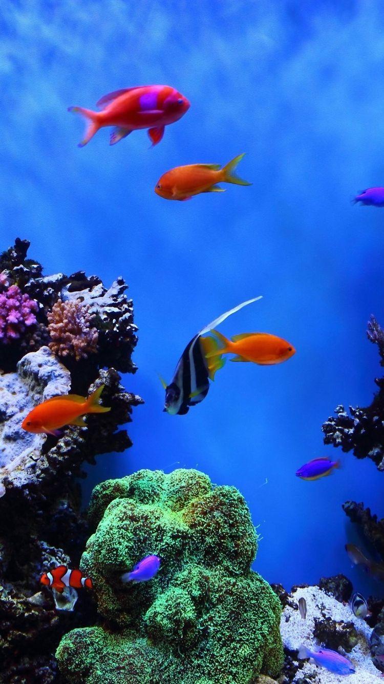 750x1334 HD 750x1334 tropical fish undersea iphone 6 wallpaper. Android