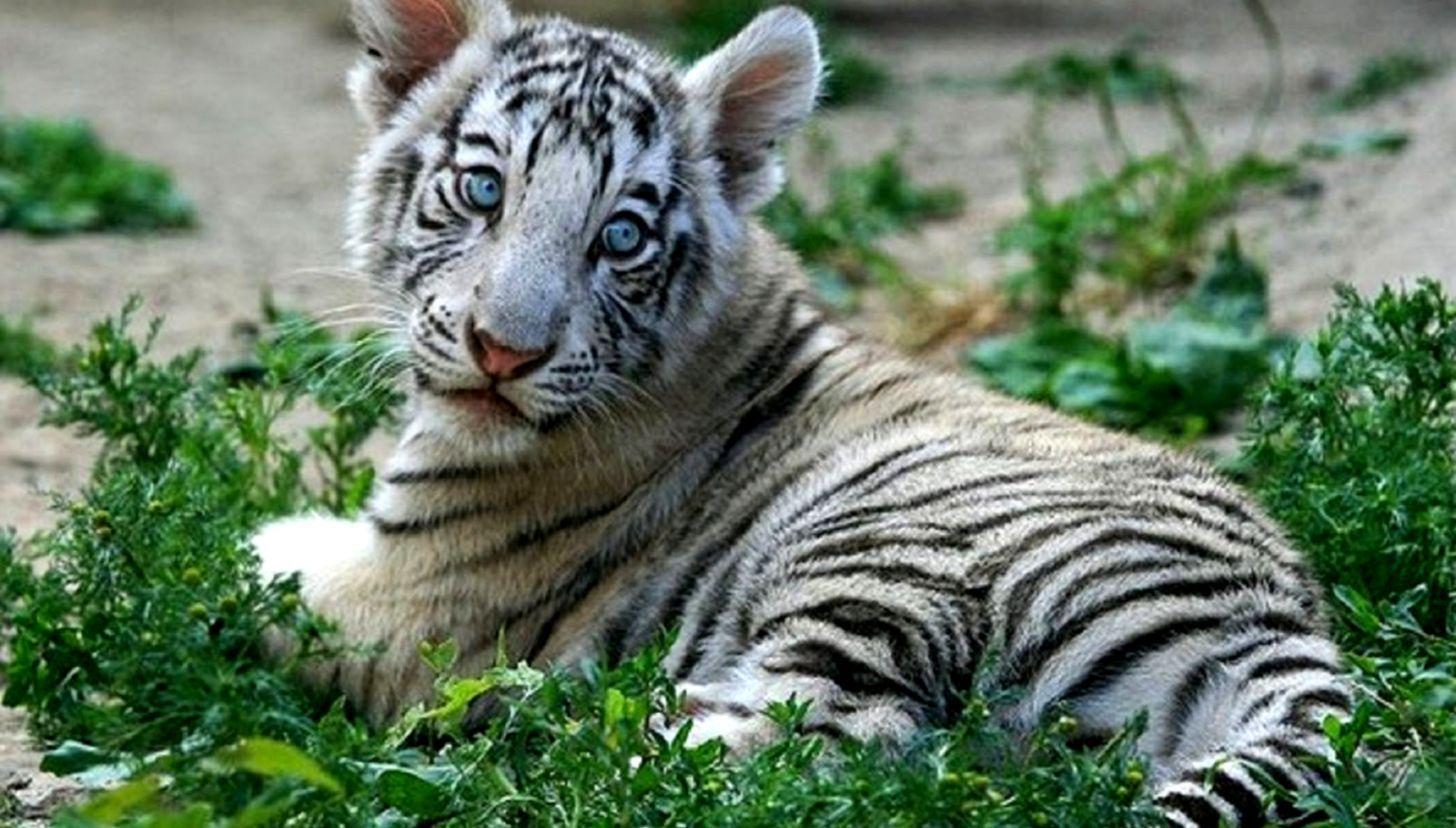 1456x828 White Tiger Cubs Wallpaper Image Photo Picture Baby