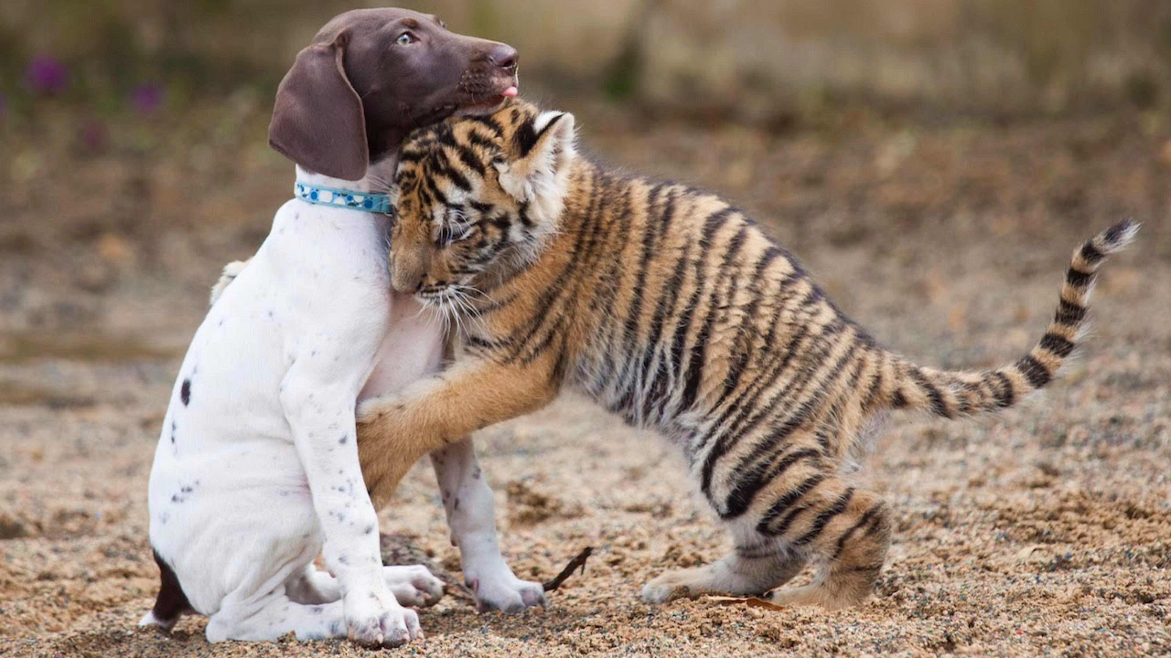 3840x2160 Tiger Cub Hugging a Dog 4k Ultra HD Wallpaper. Background Image