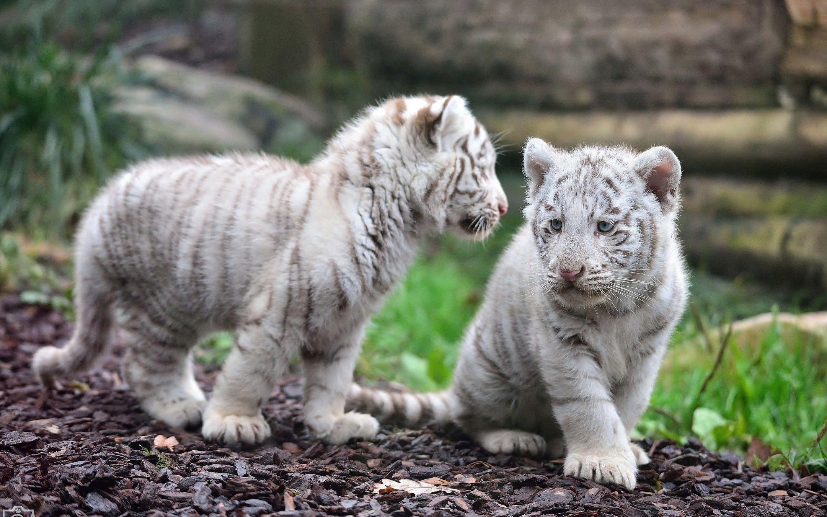 2880x1800 White tiger cubs wallpaper