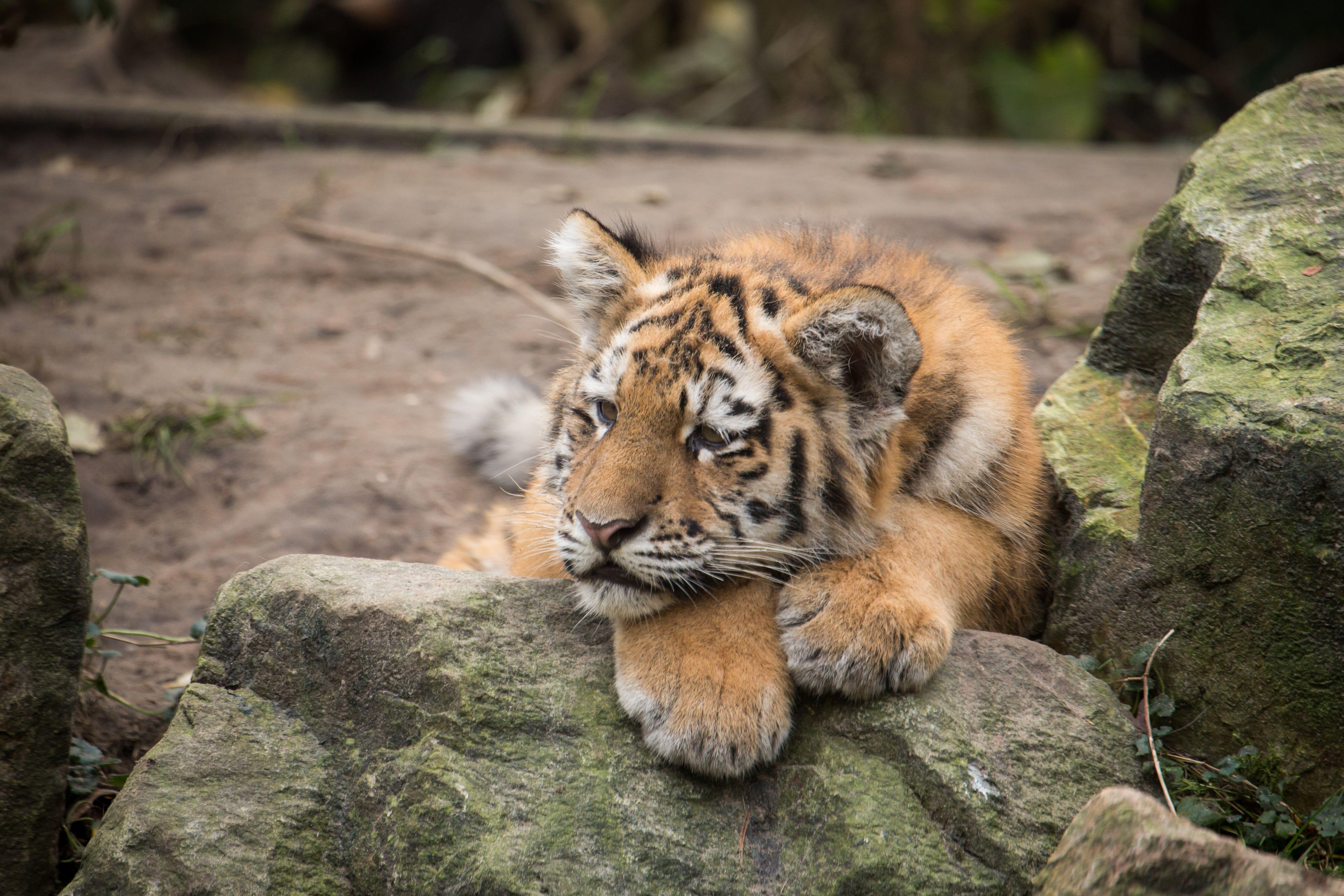 5184x3456 Orange Tiger cub HD wallpaper