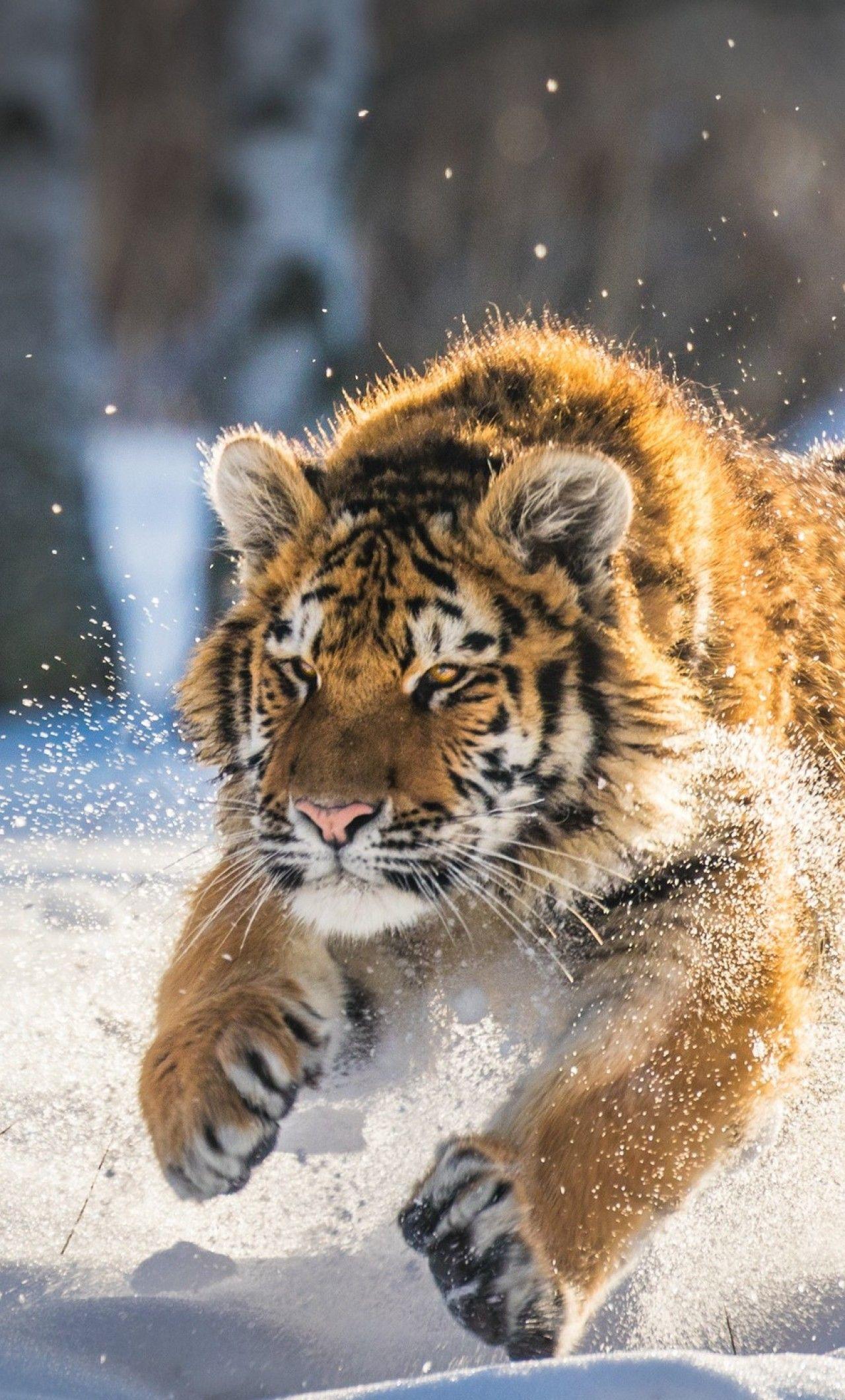 Tiger Cub Wallpapers - Top Free Tiger Cub Backgrounds - WallpaperAccess