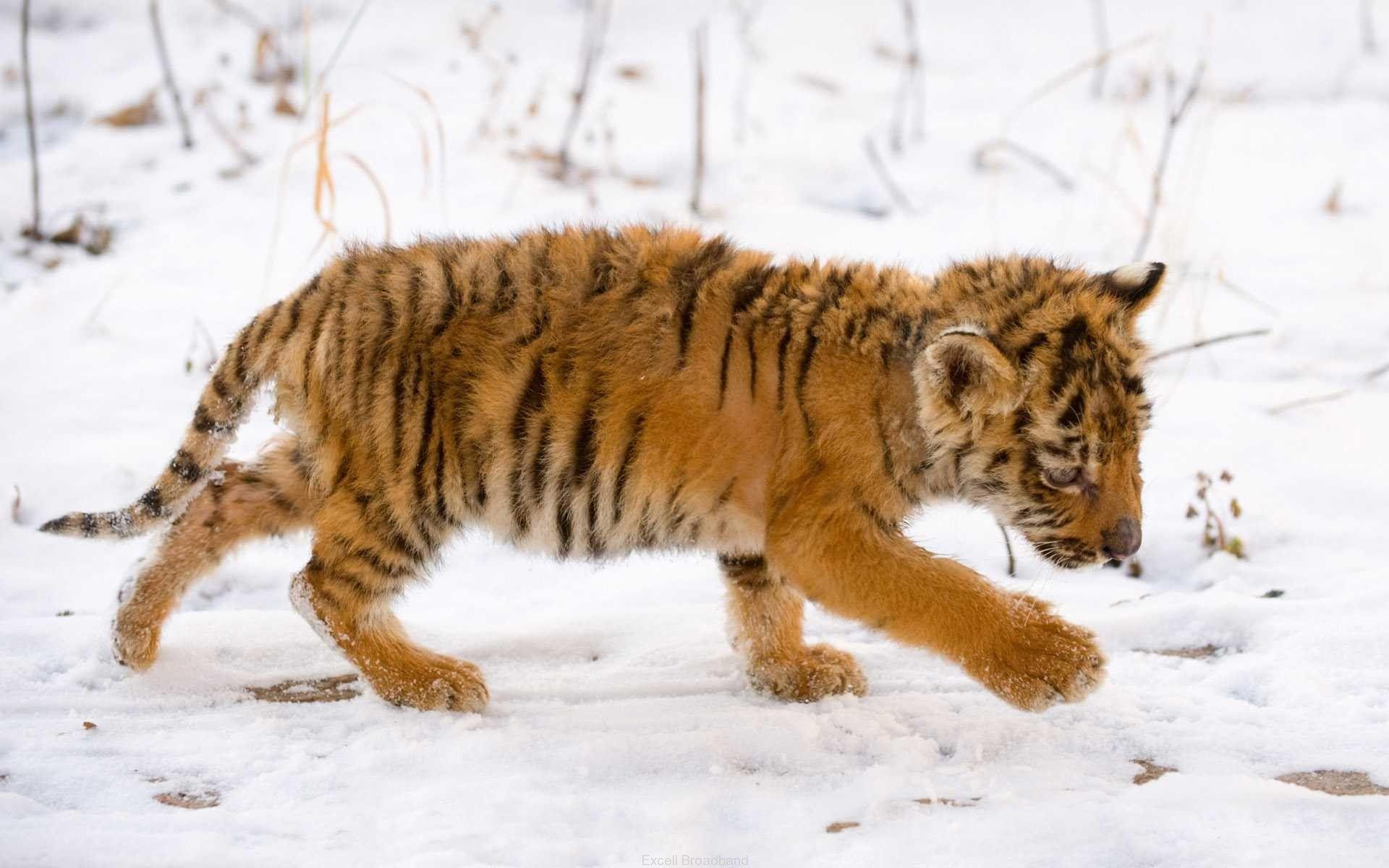 1920x1200 Snow Tiger Cub Wallpaper