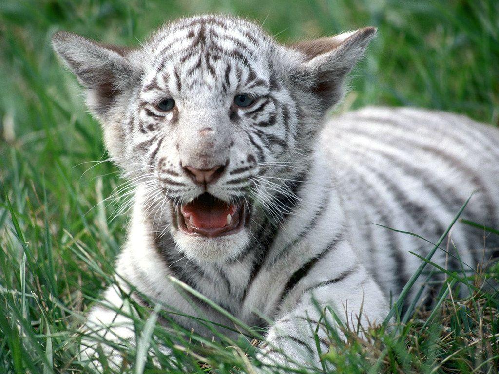 1024x768 White Tiger Cub HD Wallpaper /animals