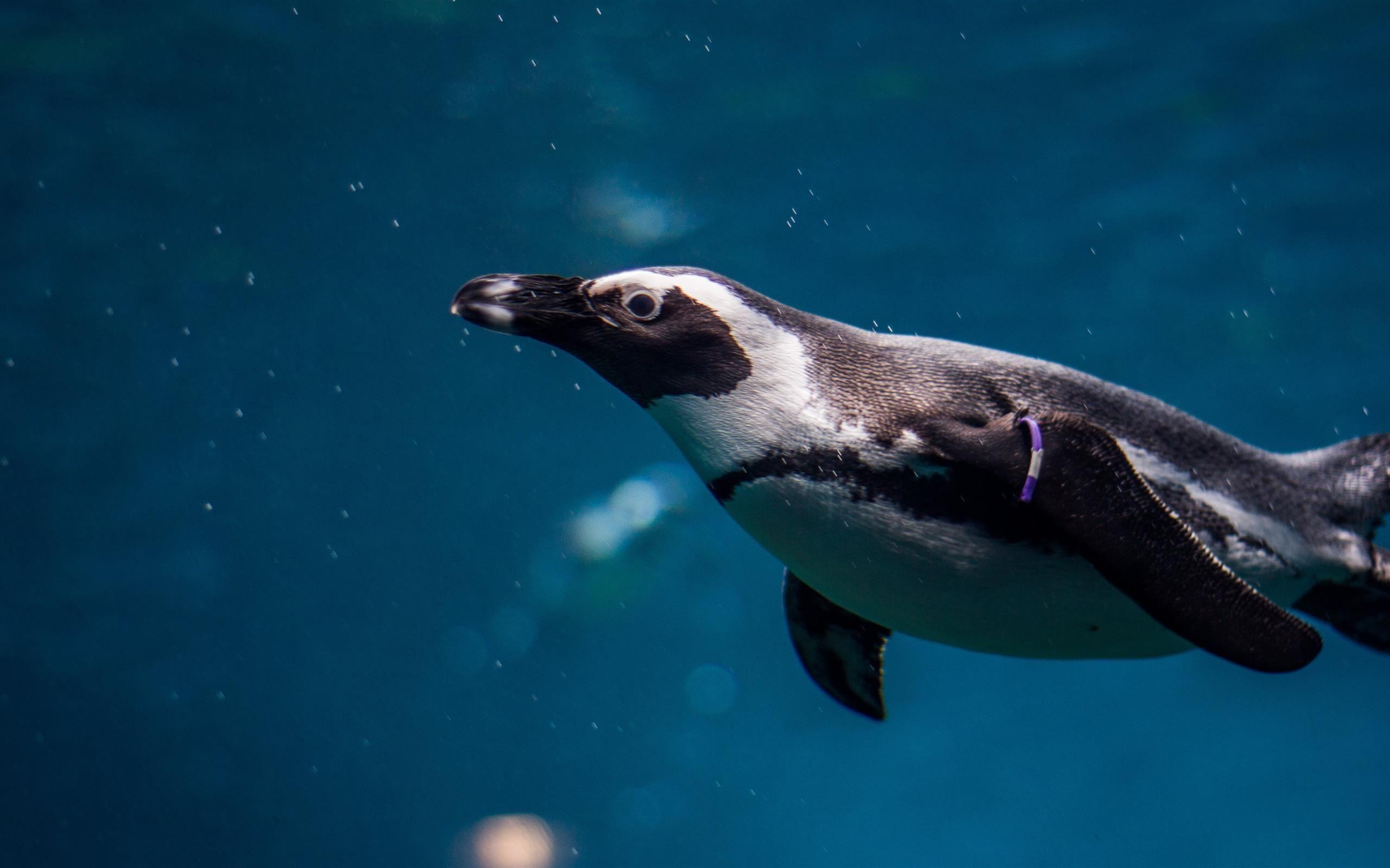 2560x1600 black and white penguin in underwater photography iMac Wallpaper