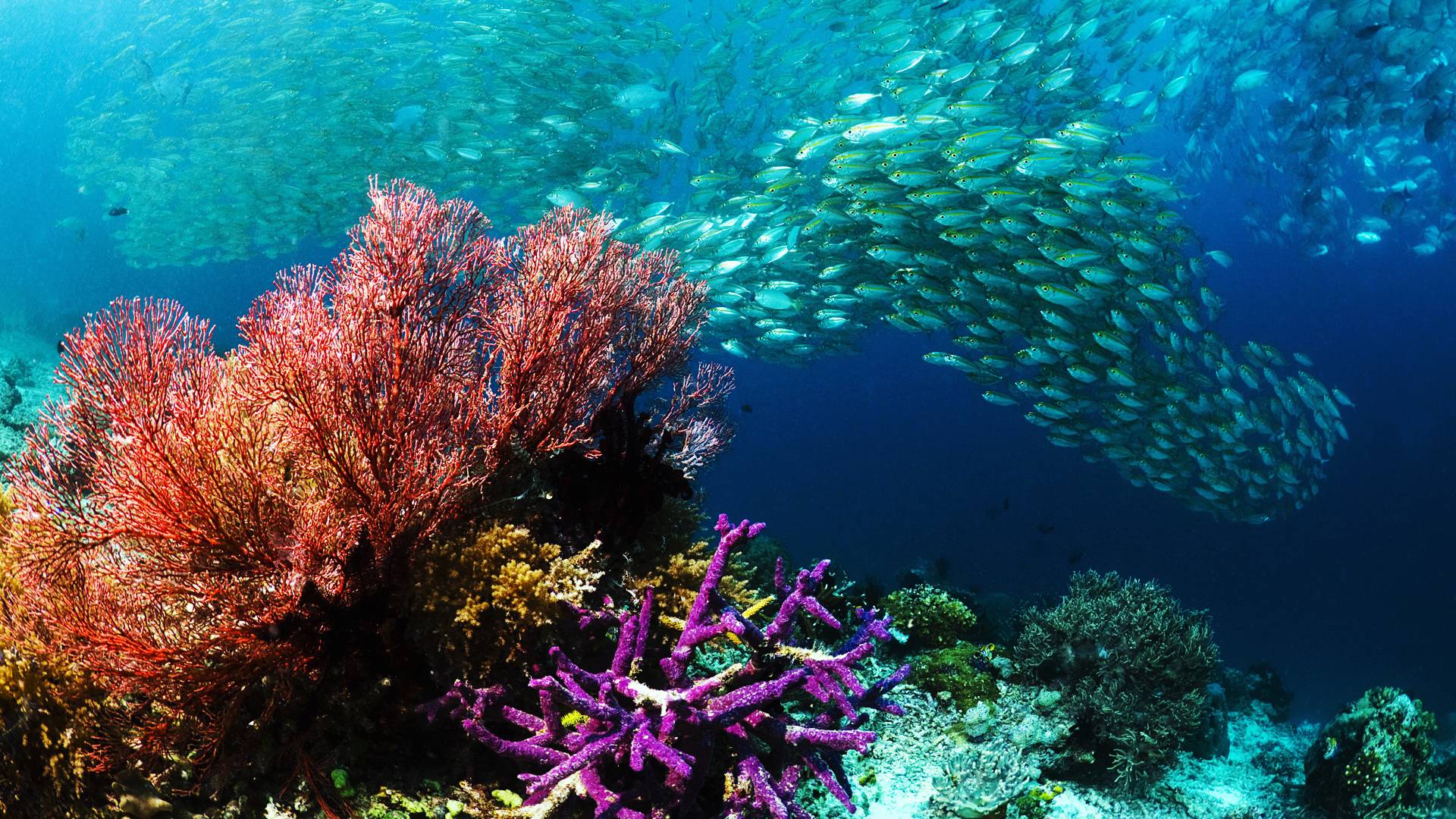 1920x1080 Underwater Wallpaper. Underwater