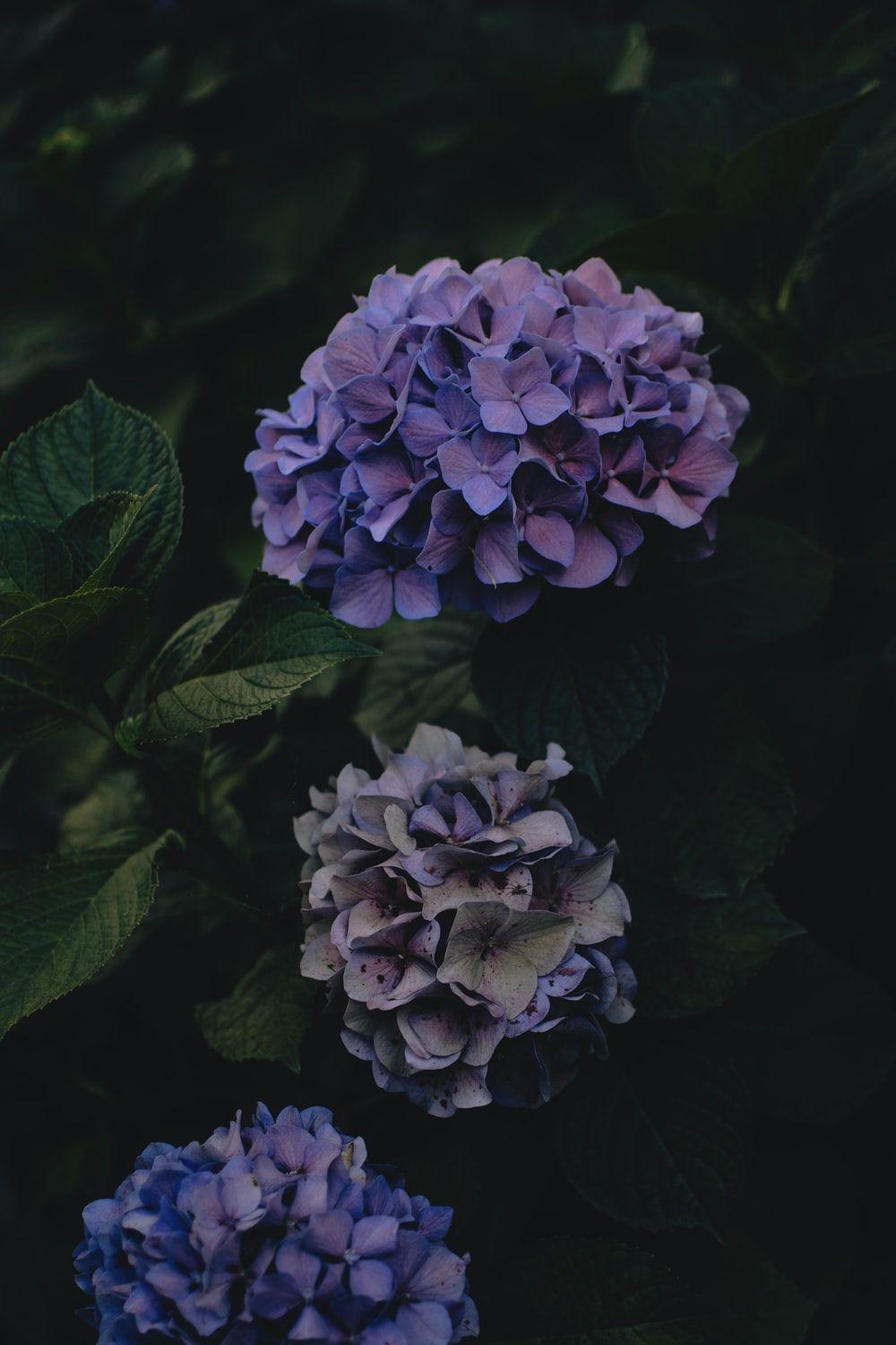 1000x1500 Dark Flower Picture. Download Free Image