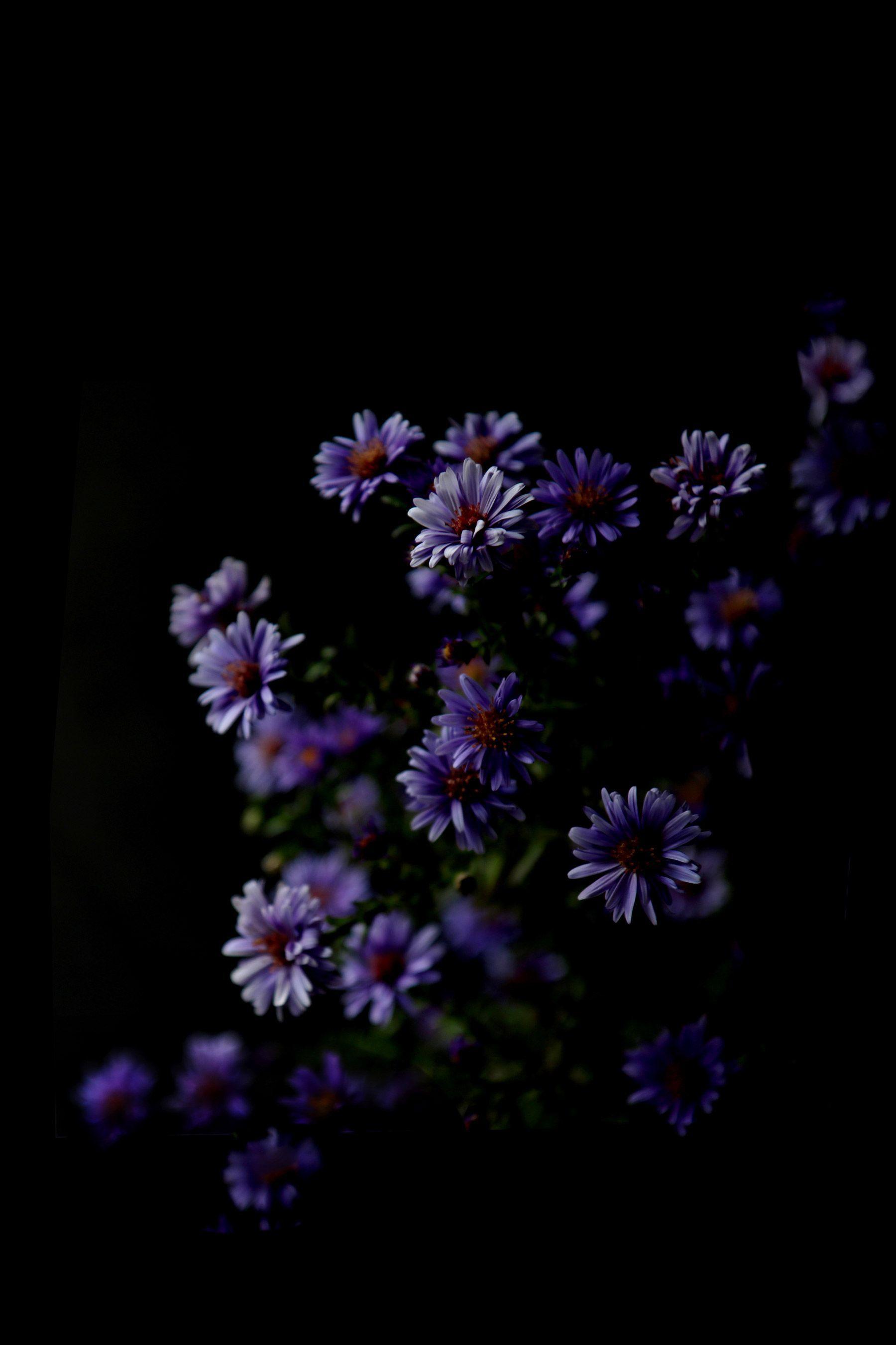 Aesthetic Flower Dark Wallpapers - Top Free Aesthetic Flower Dark