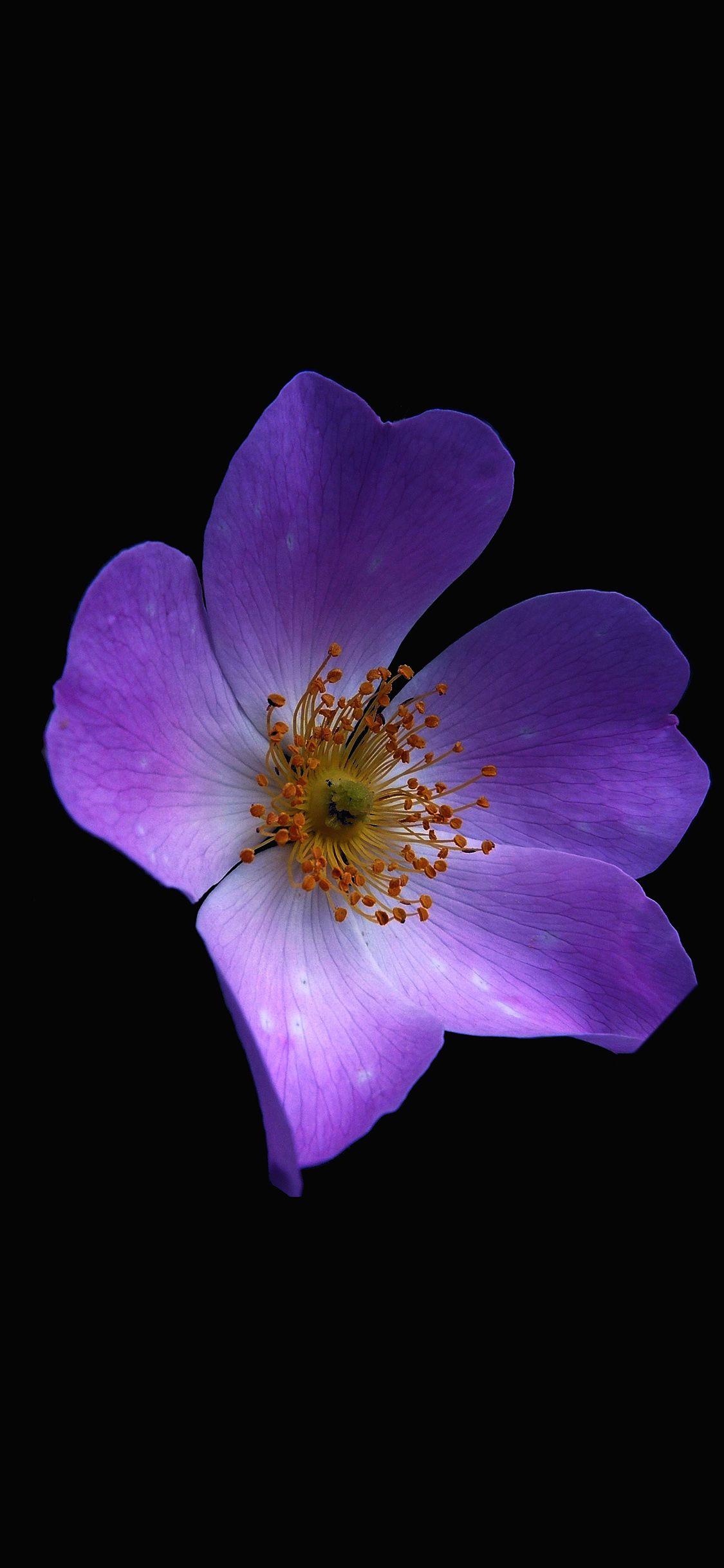 1125x2436 Macro flower dark purple iPhone X Wallpaper Free Download