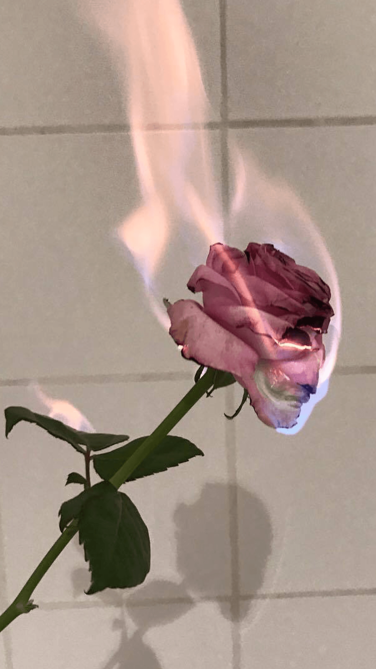 1242x2208 HD Aesthetic Flower Wallpaper