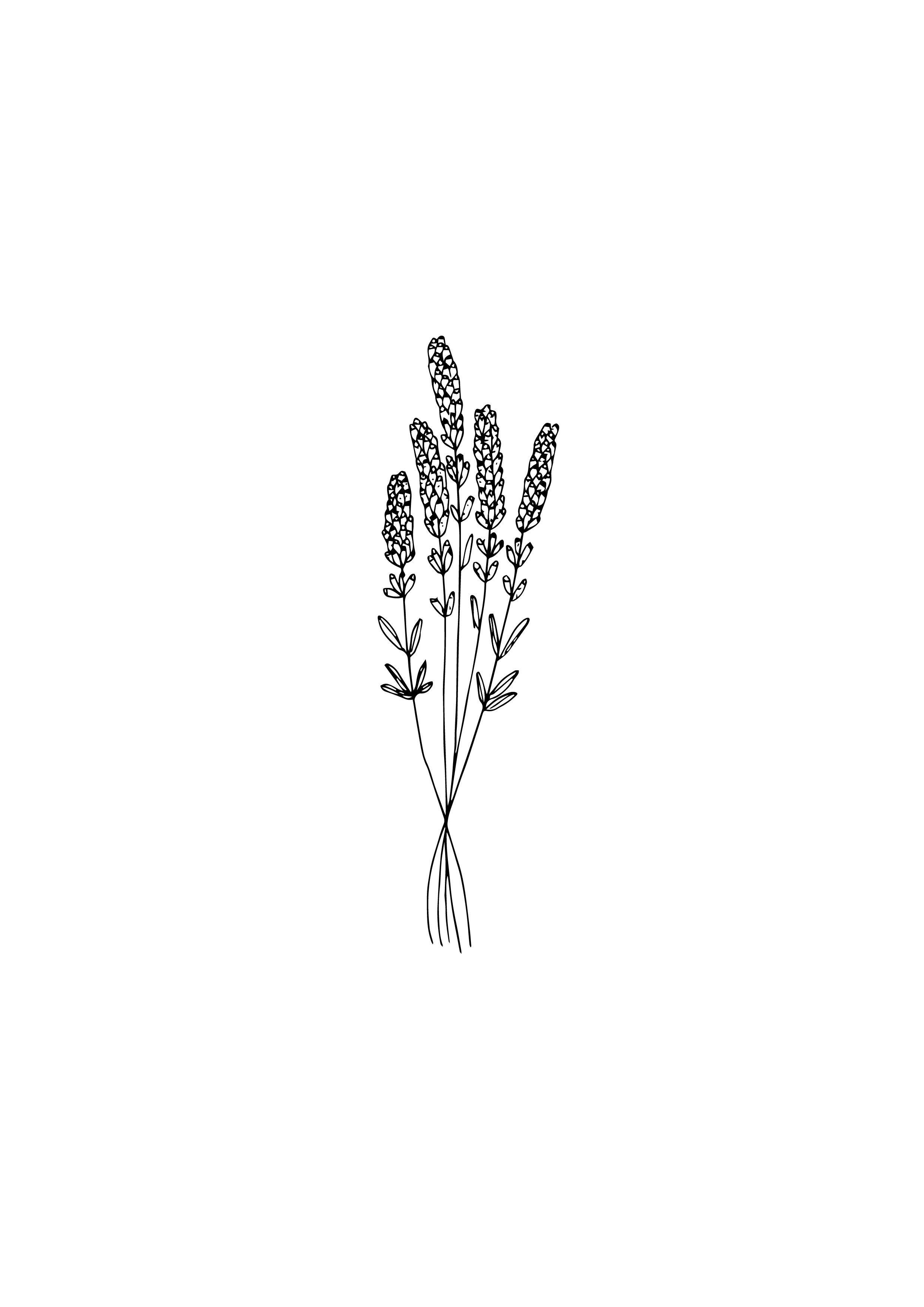 2480x3508 Minimalist Aesthetic Flowers Drawings
