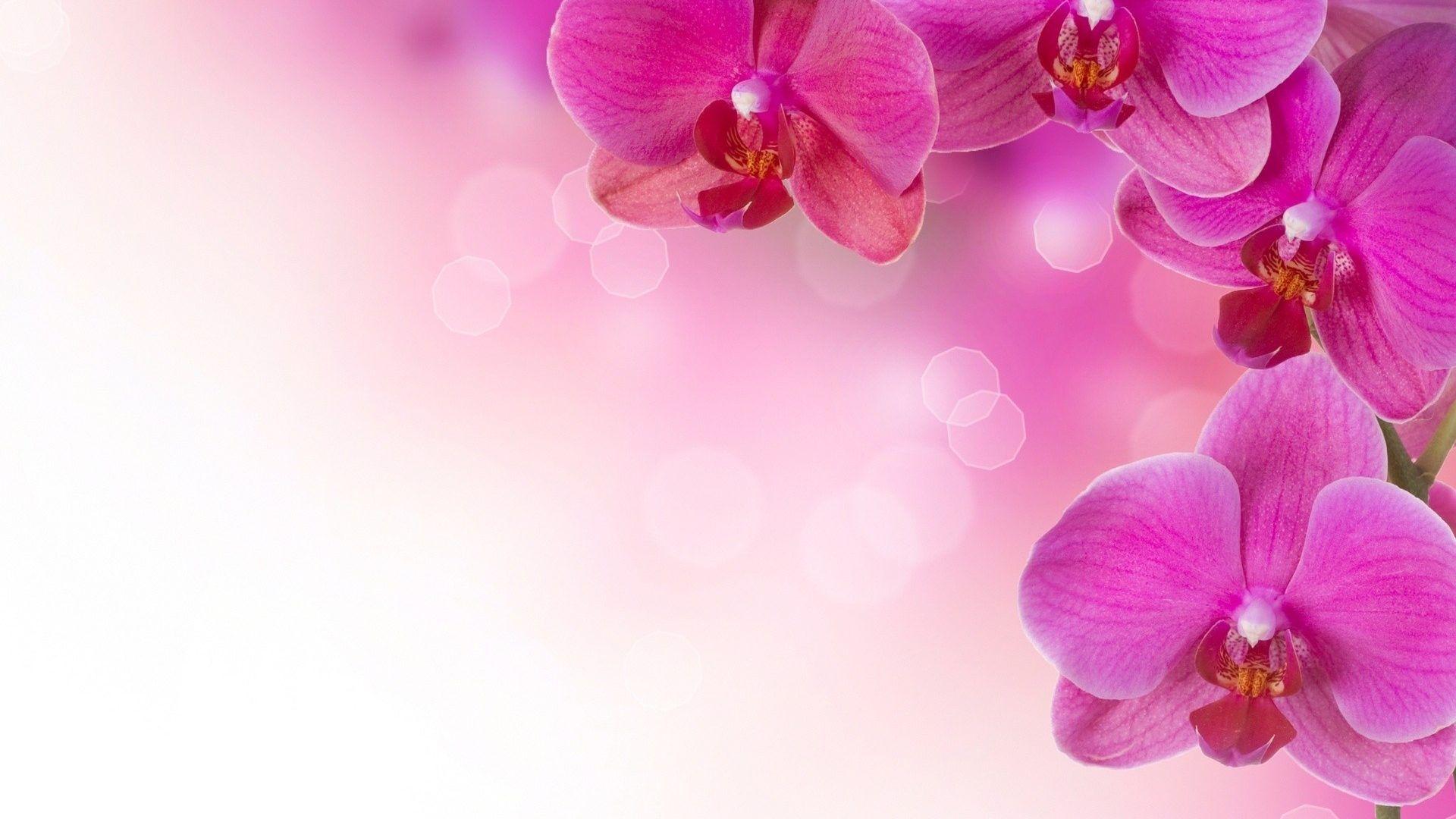 1920x1080 Flowers: Flowers Pink Abstract Soft Wallpaper HD Black Nature for HD