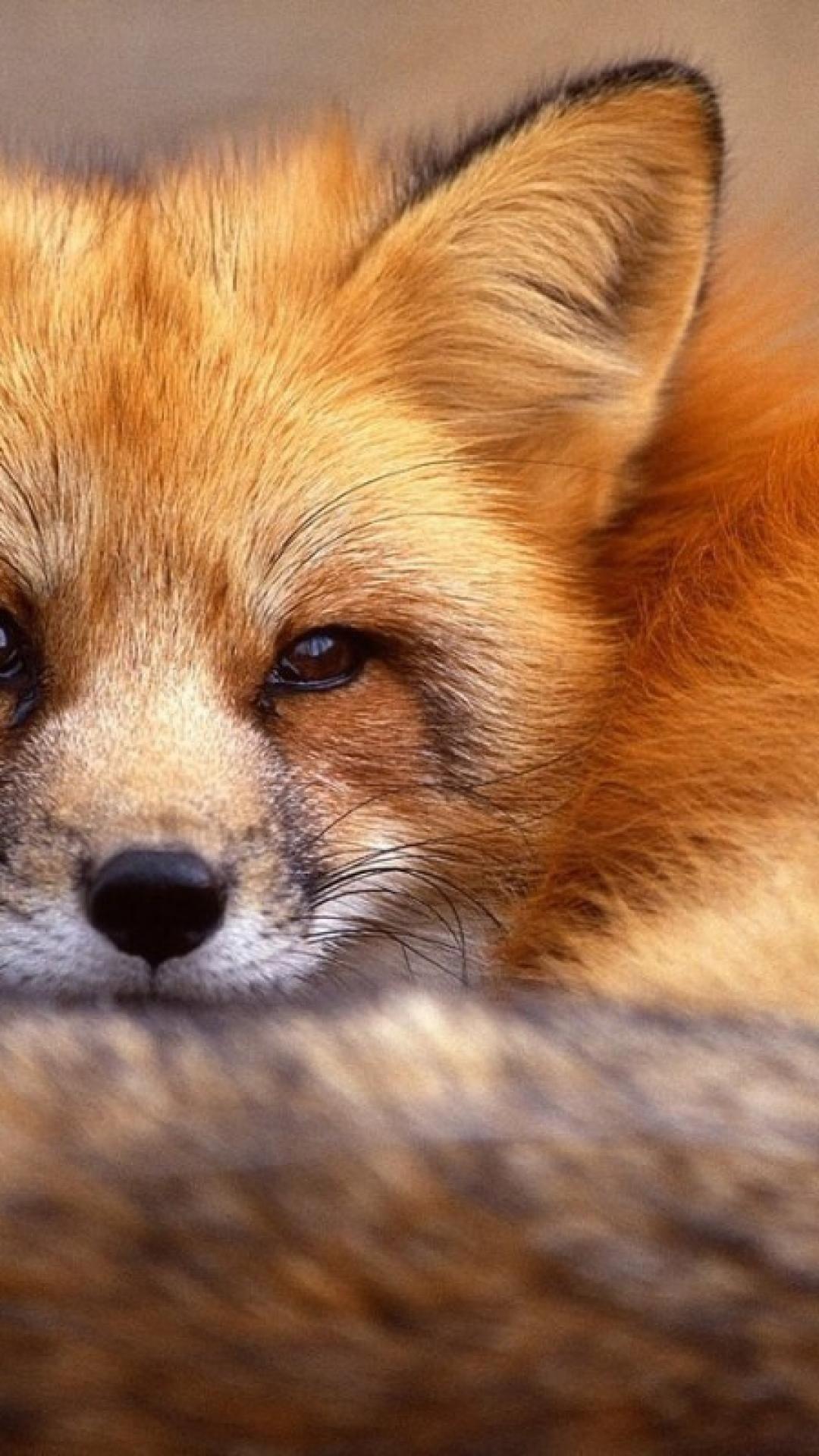 Red Fox iPhone Wallpapers - Top Free Red Fox iPhone ...