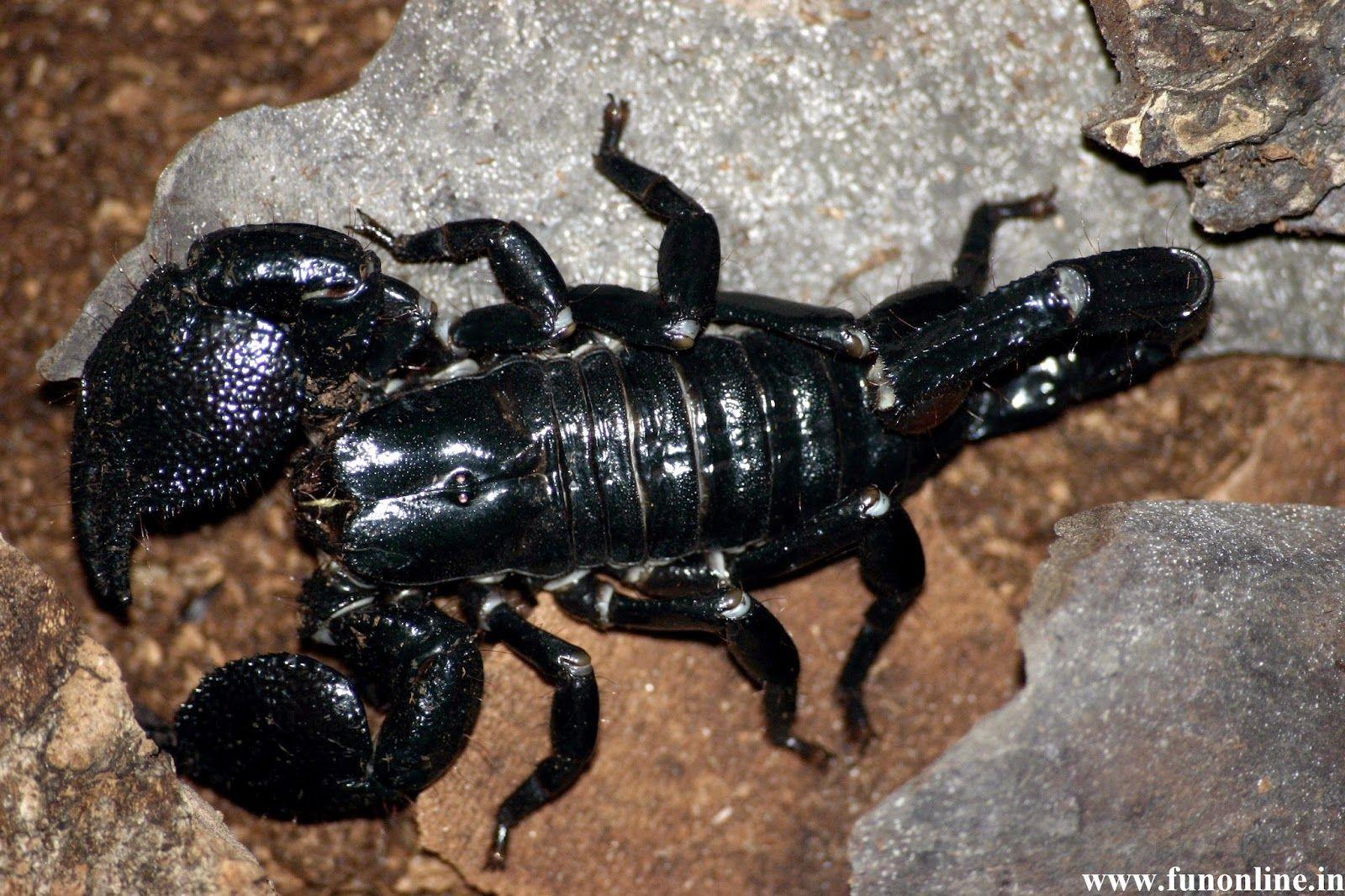 1600x1066 Wallpaper HD For Desktop Background: Black Scorpion HD Wallpaper
