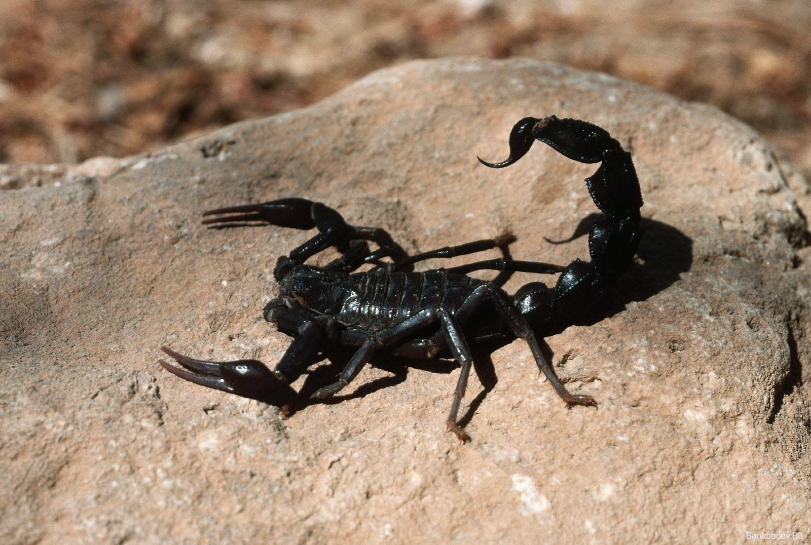 Black Scorpion Wallpapers - Top Free Black Scorpion Backgrounds