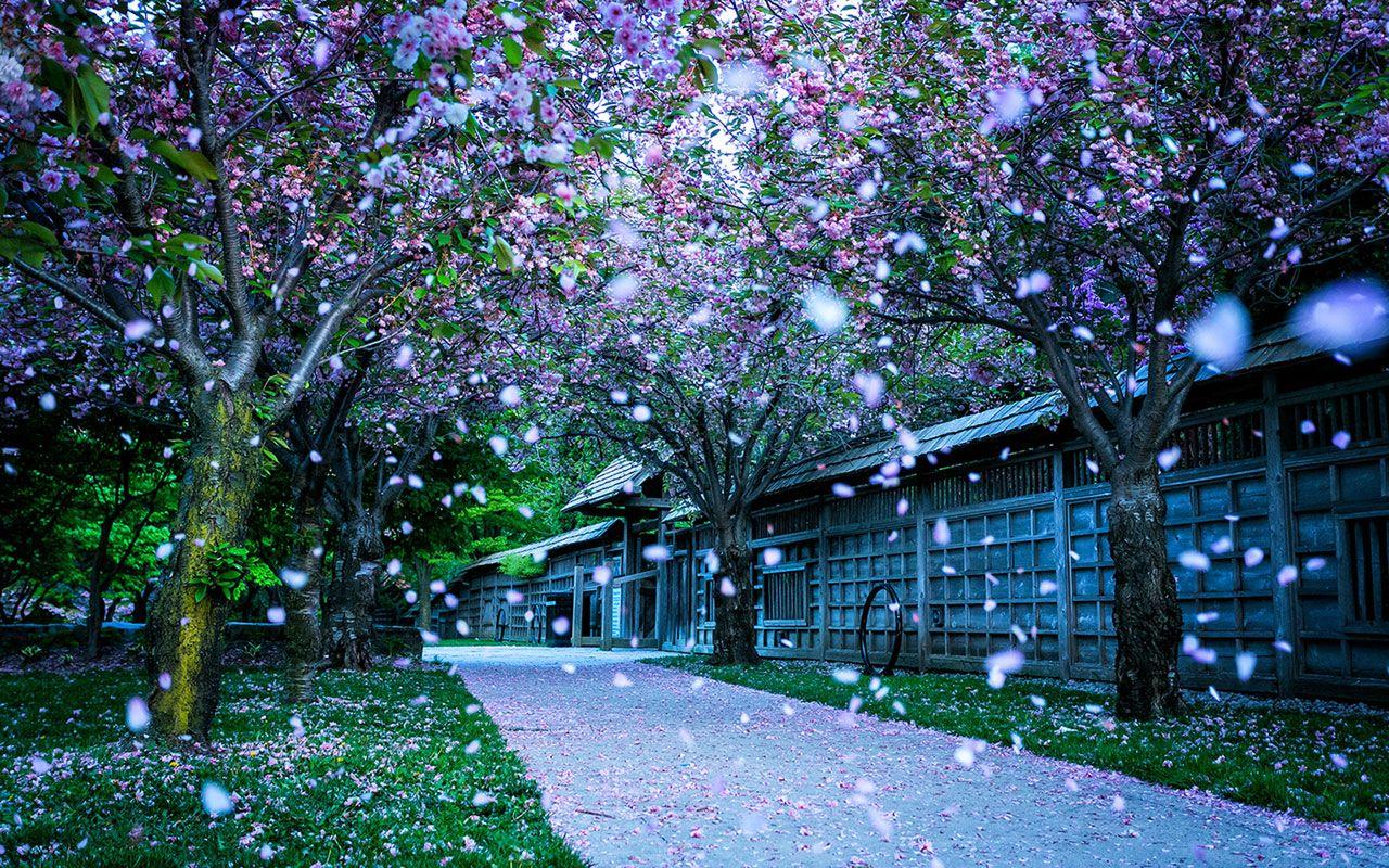 1280x800 Beautiful HD Wallpaper For Desktop