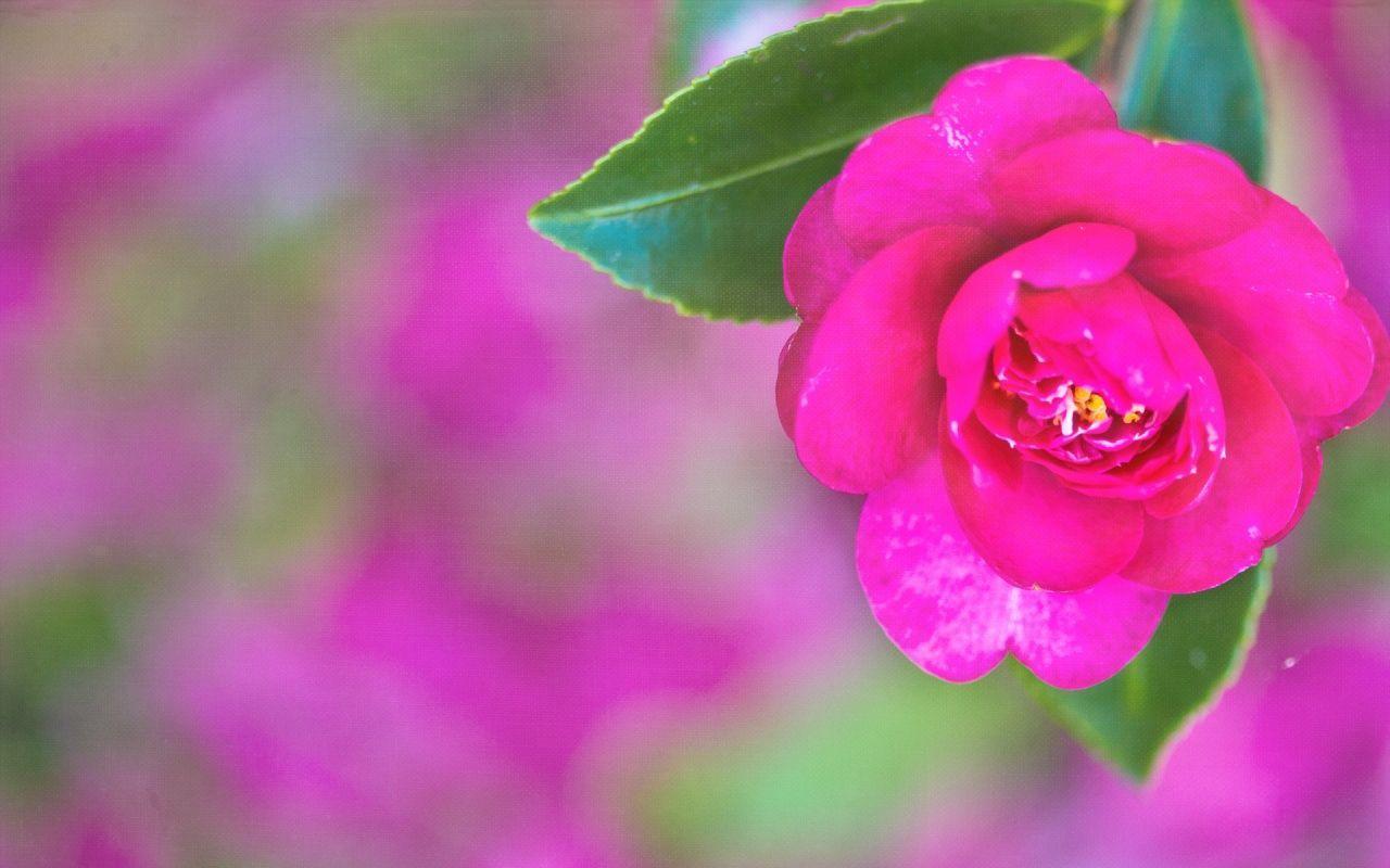 1280x800 Pretty Background 17134 Px Hdwallsource 4k HD