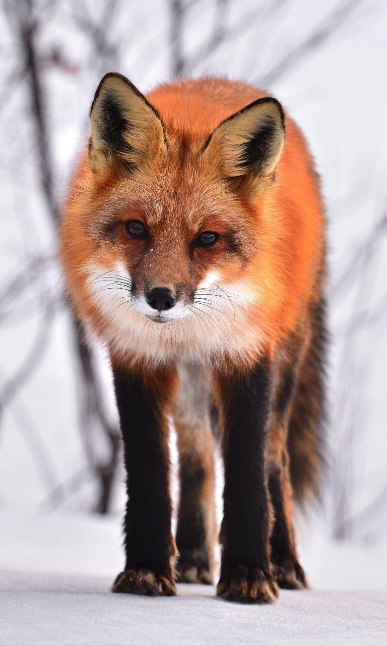 Fox And Lavender animal animals coyotes fox foxes fur lavendar  lavender HD phone wallpaper  Peakpx