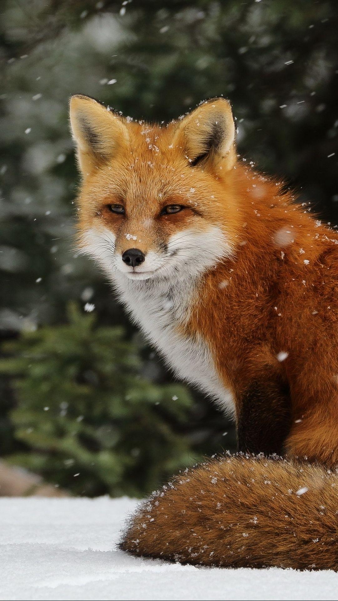 Cold winter snow fox 640x1136 iPhone 55S5CSE wallpaper background  picture image