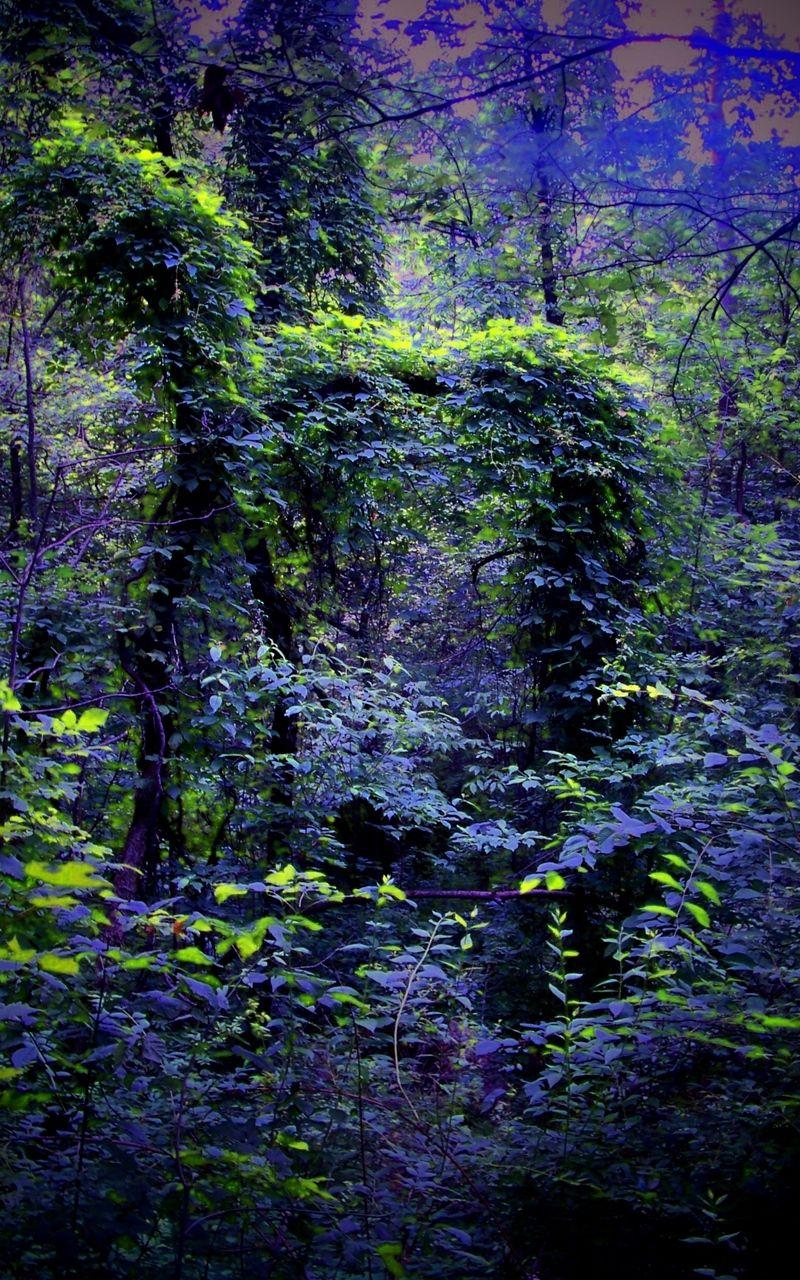 800x1280 Wallpaper Night, Forest, Nature HD Wallpaper Nature 1080p