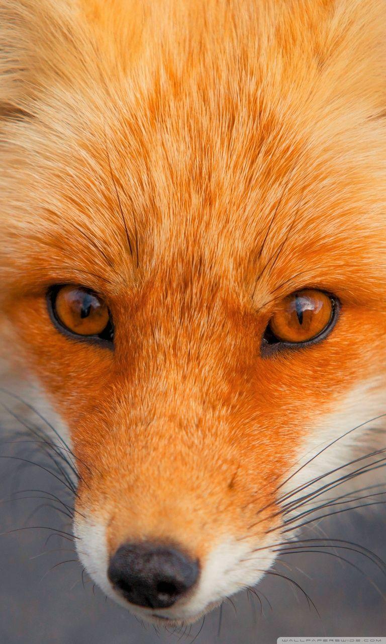 Red Fox iPhone Wallpapers Top Free Red Fox iPhone Backgrounds